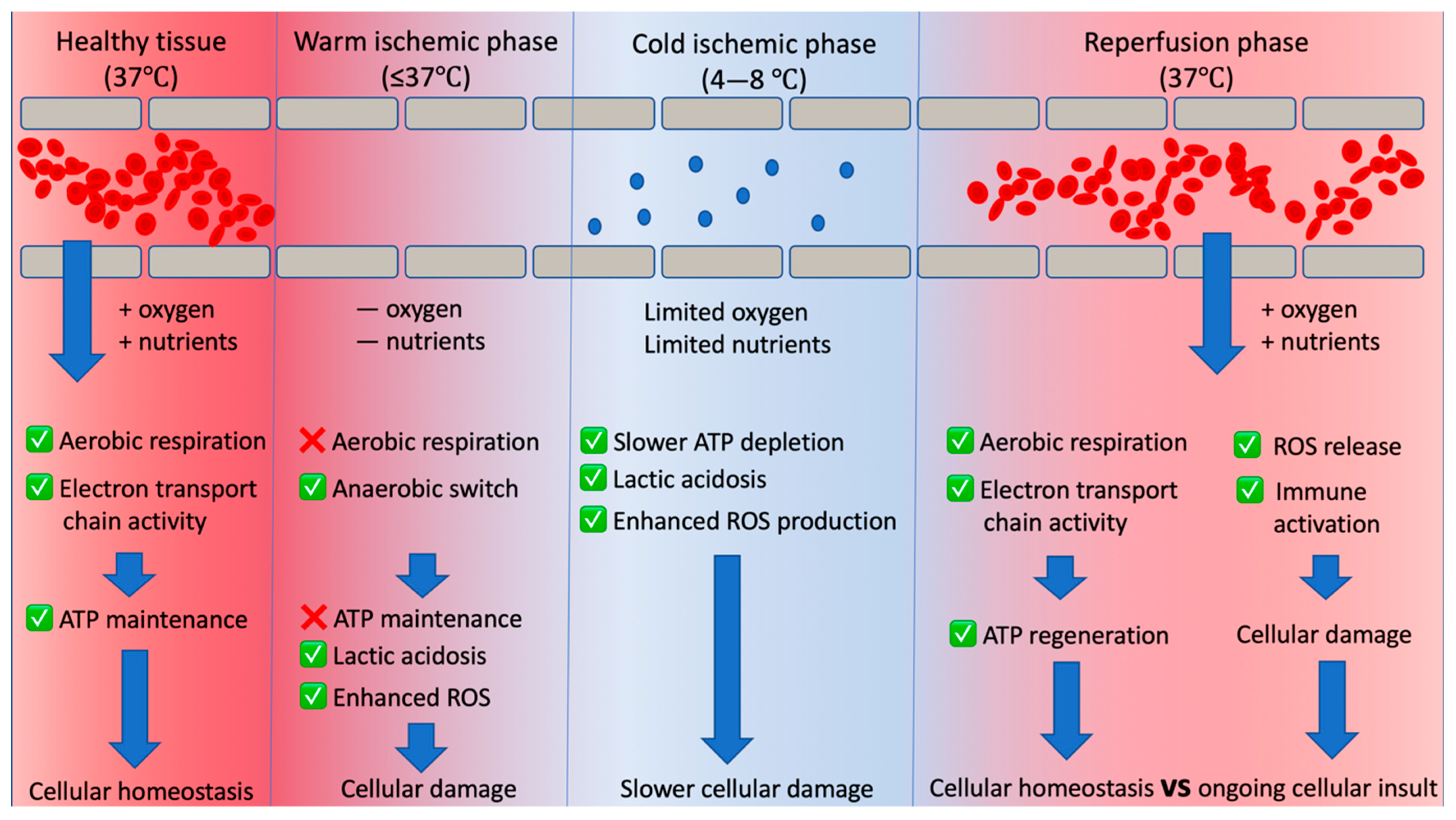 Transplantology 02 00044 g001