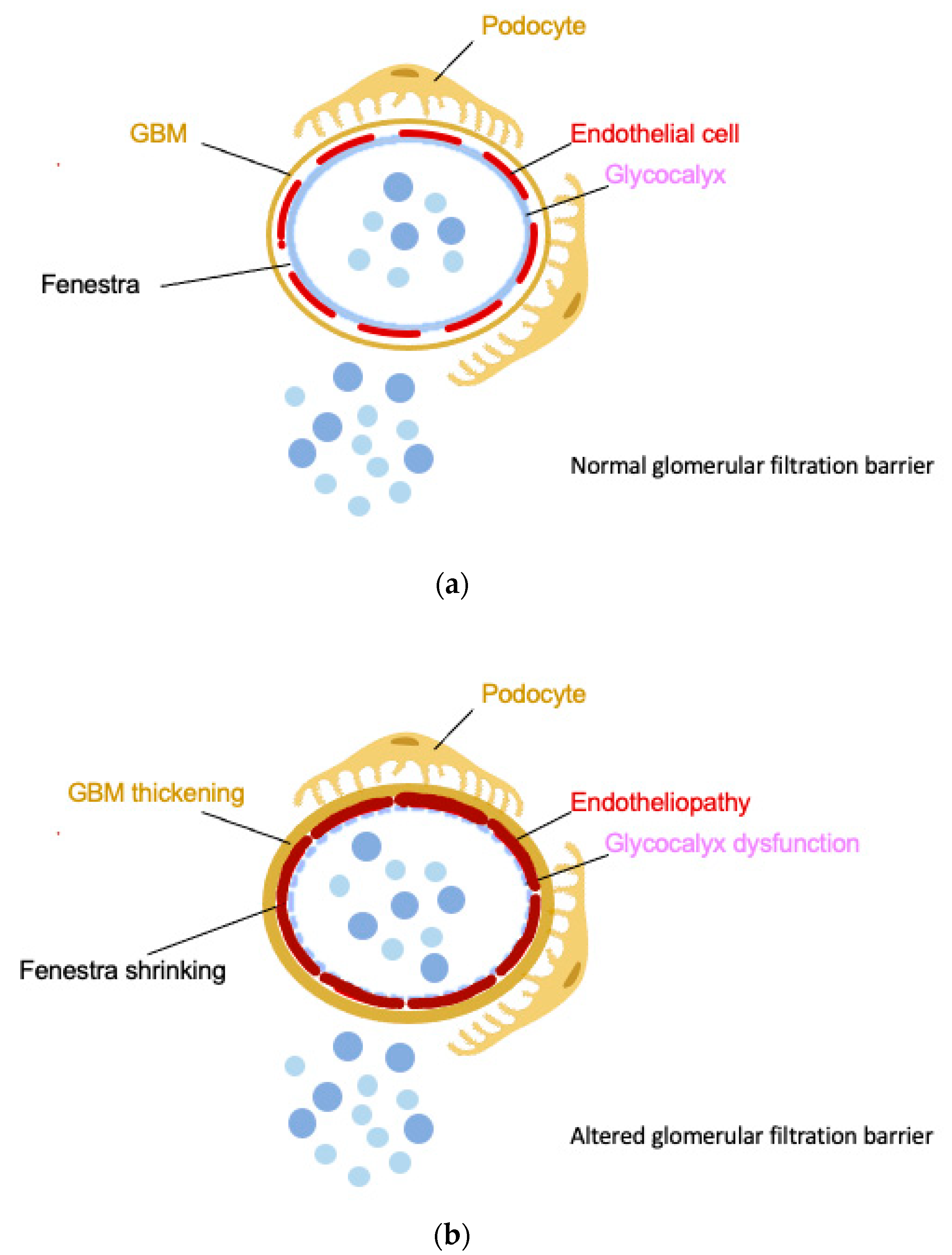 Transplantology 03 00017 g002