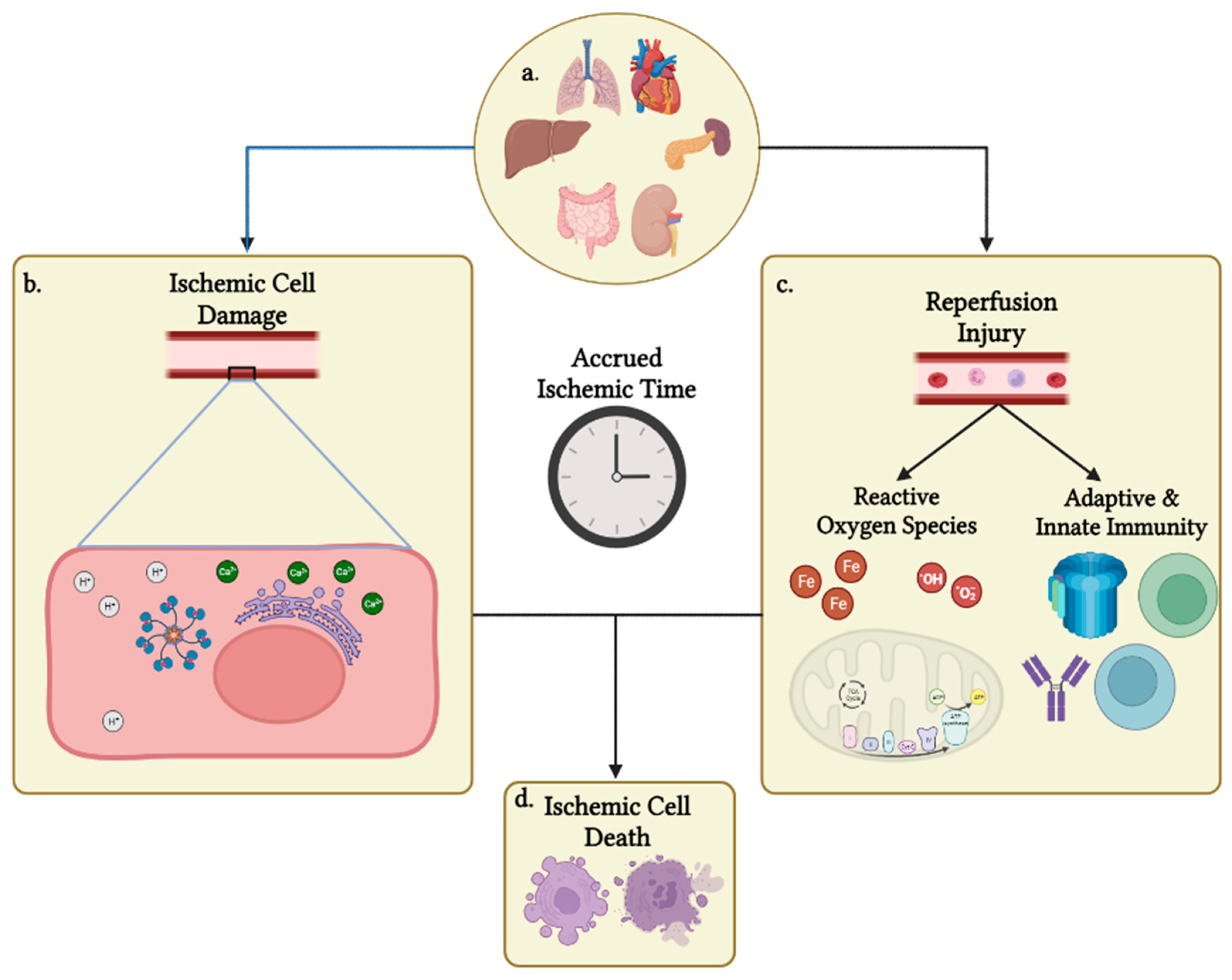 Transplantology 04 00013 g001