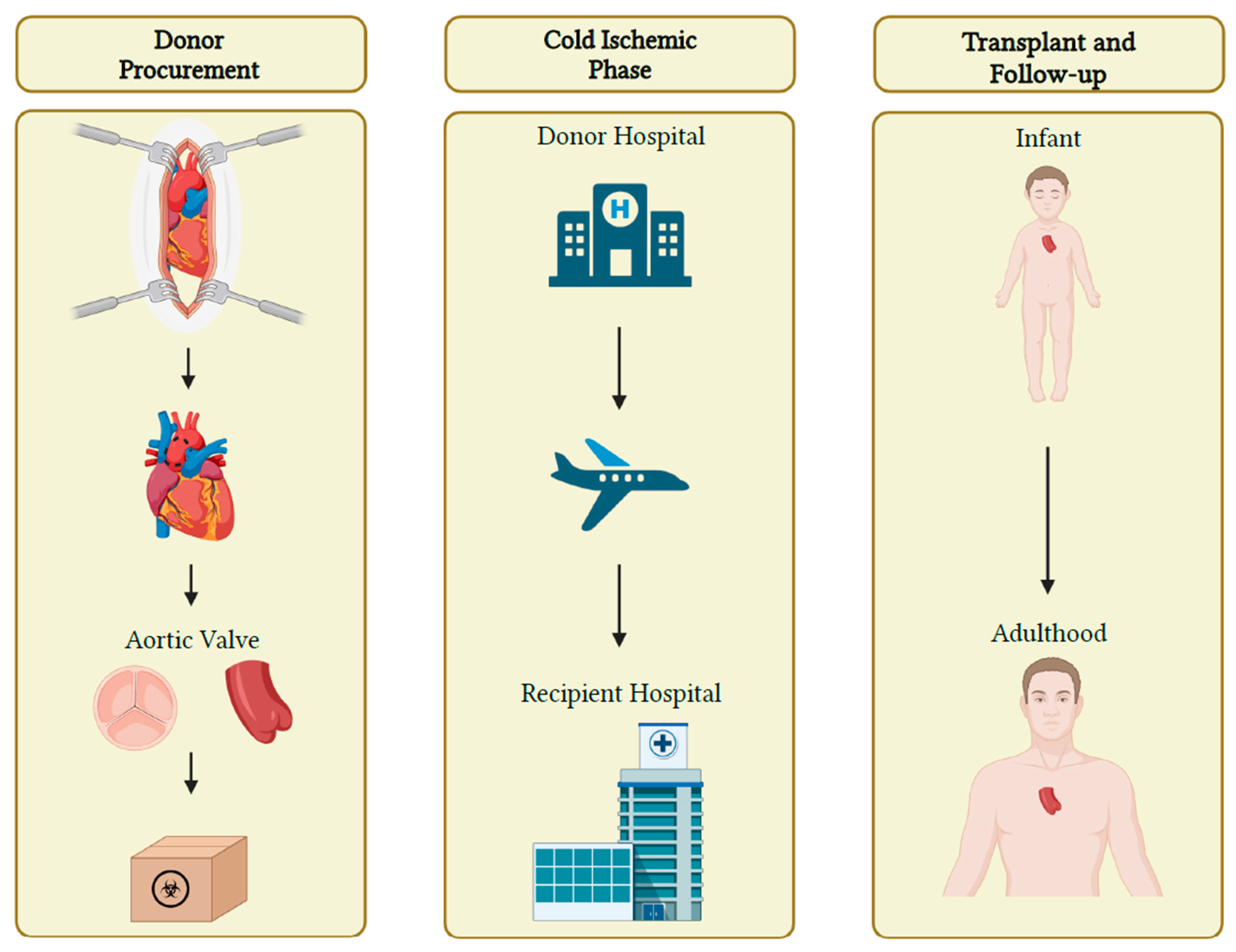 Transplantology 04 00013 g002