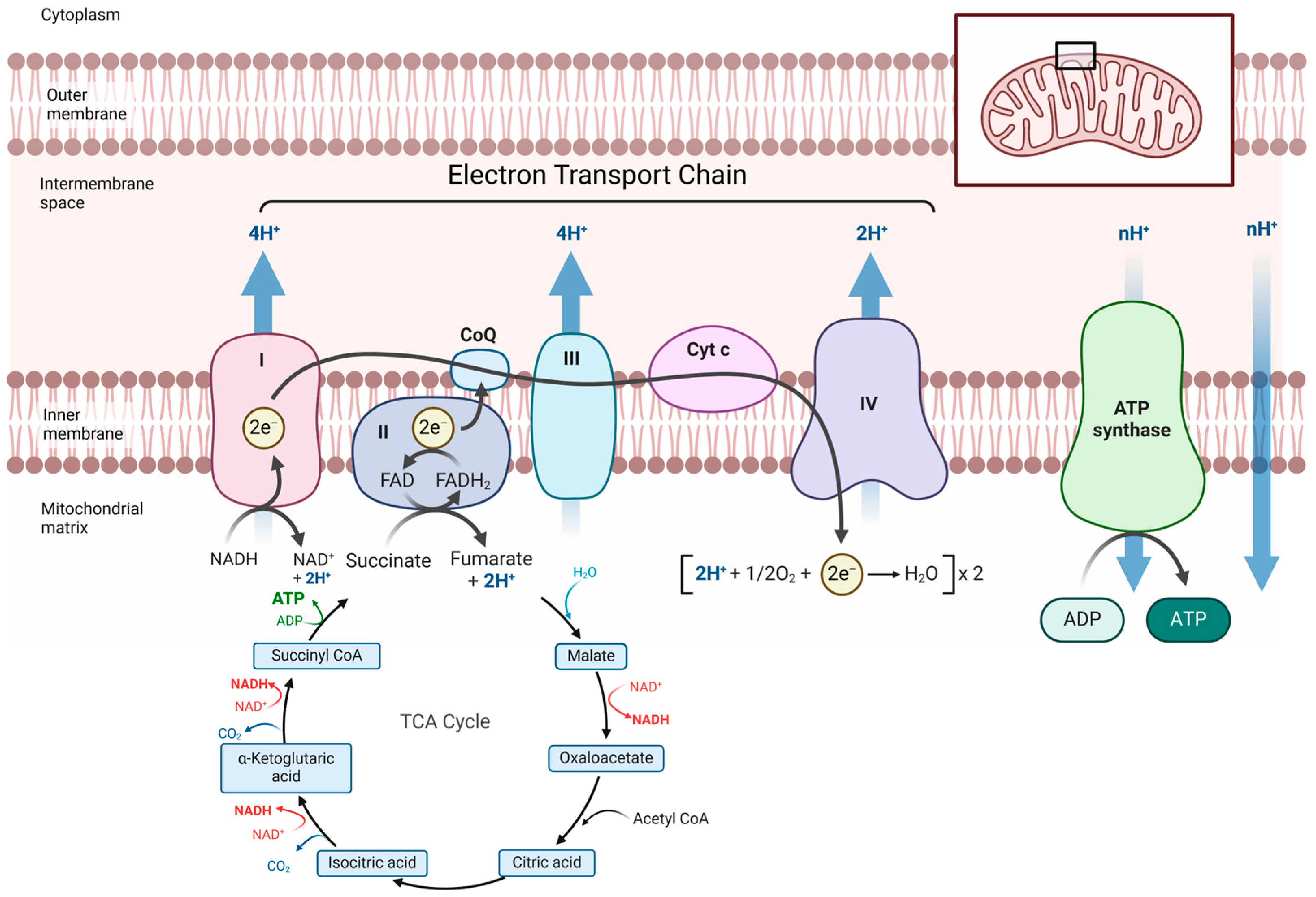 Transplantology 06 00008 g001 Transplantology 06 00008 g001