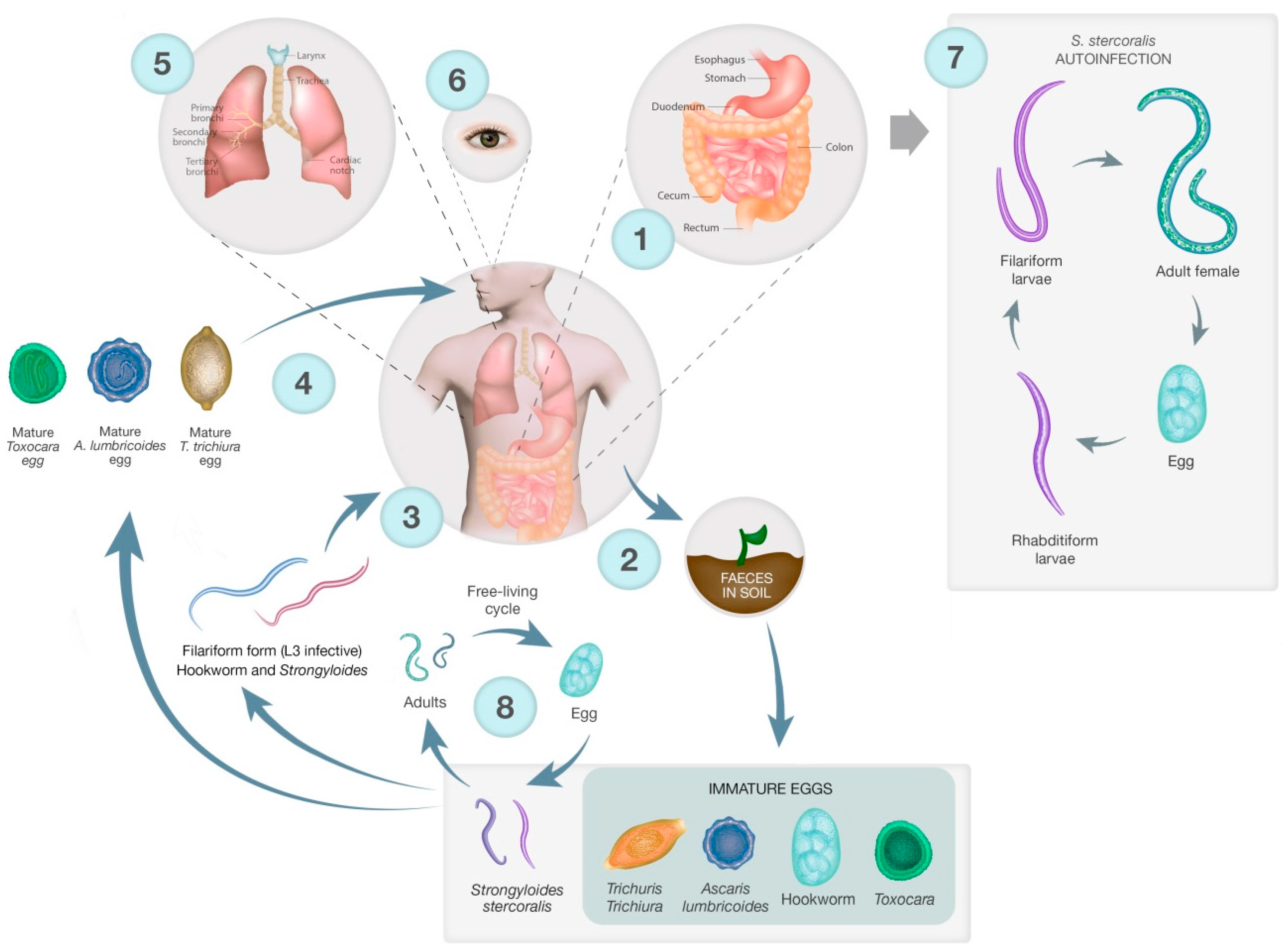 Tropicalmed 02 00056 g001