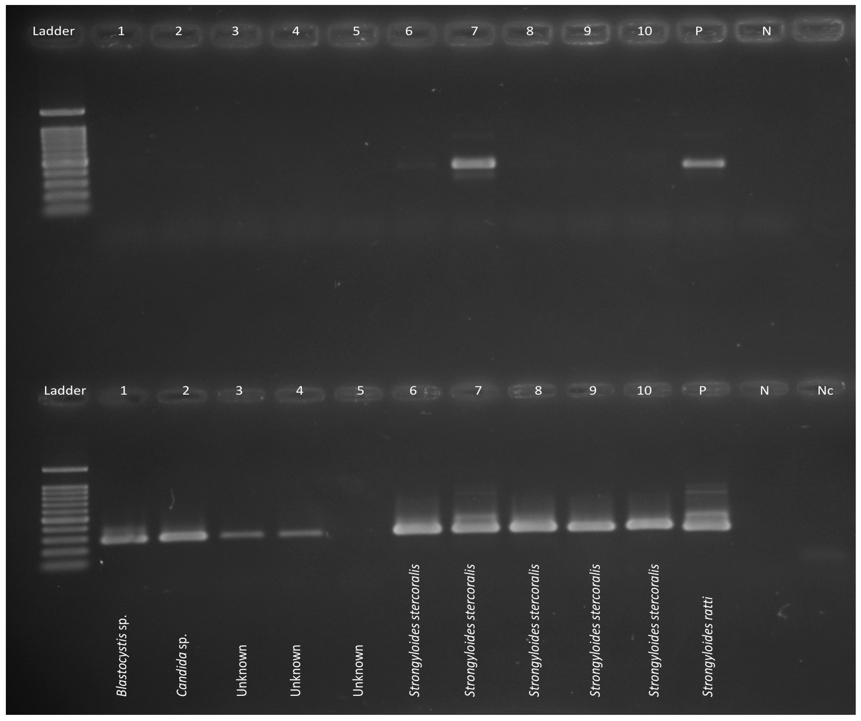 Tropicalmed 02 00062 g002