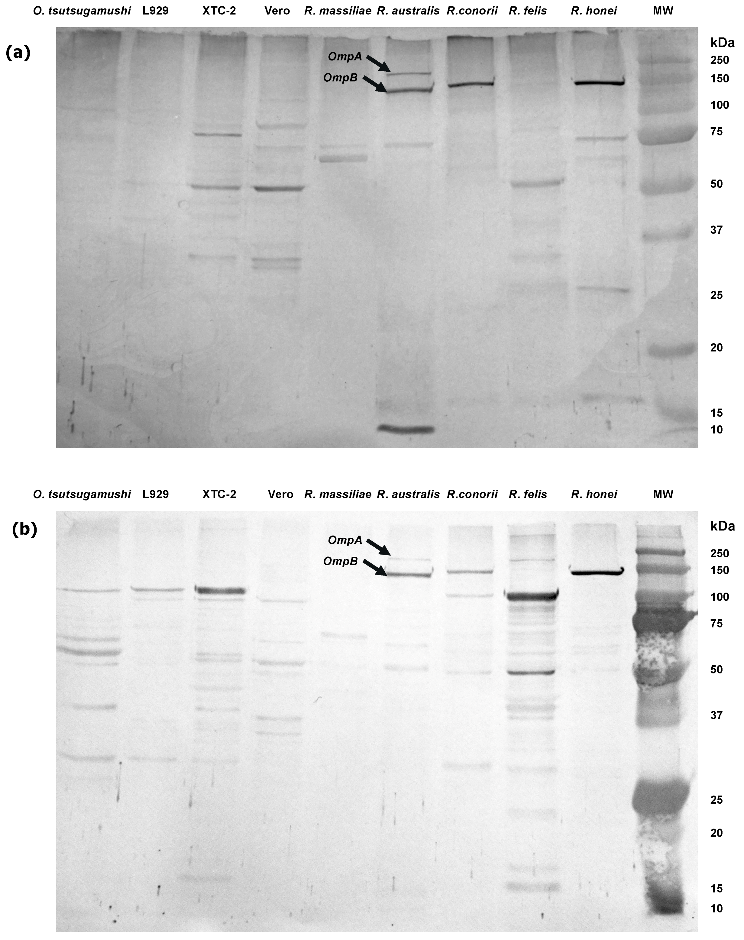 Tropicalmed 03 00029 g002