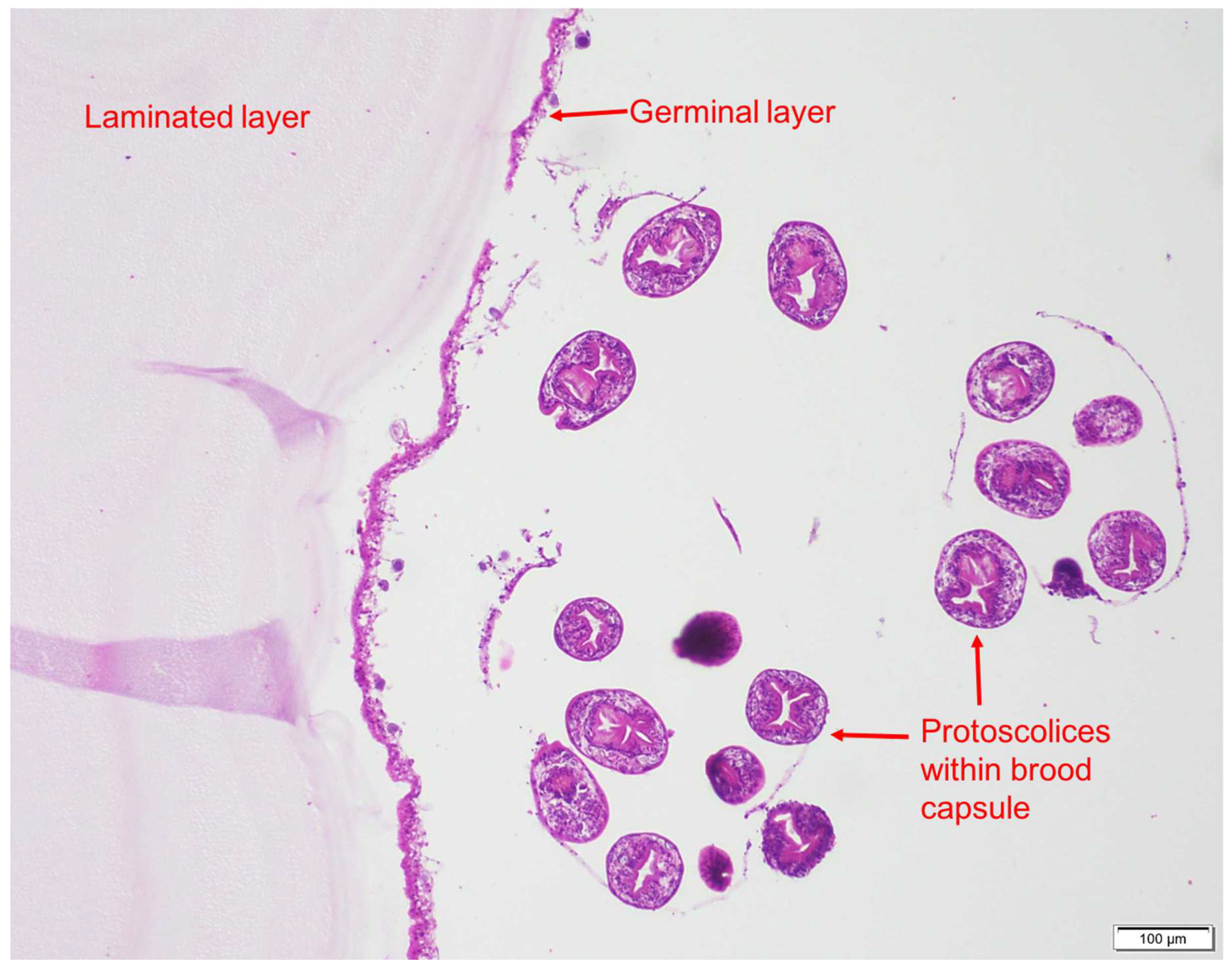 Tropicalmed 03 00047 g003