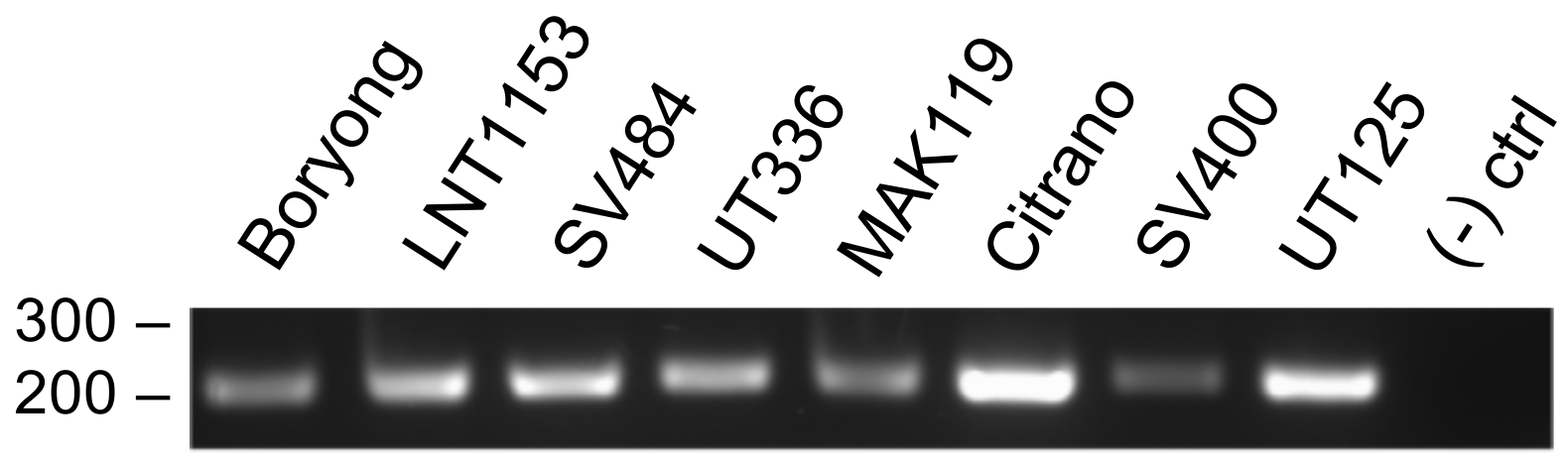 Tropicalmed 03 00063 g006