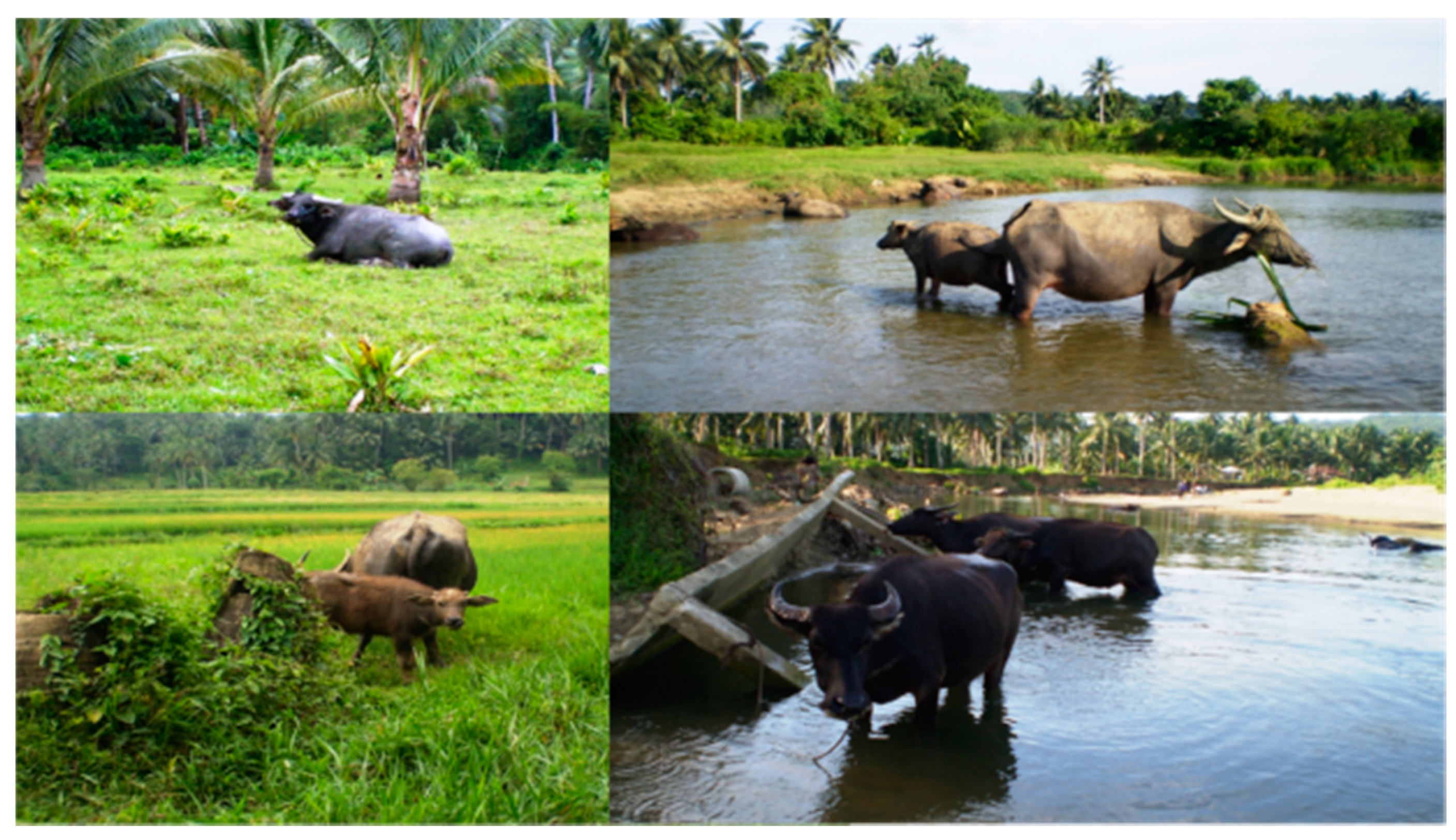 Tropicalmed 04 00040 g003