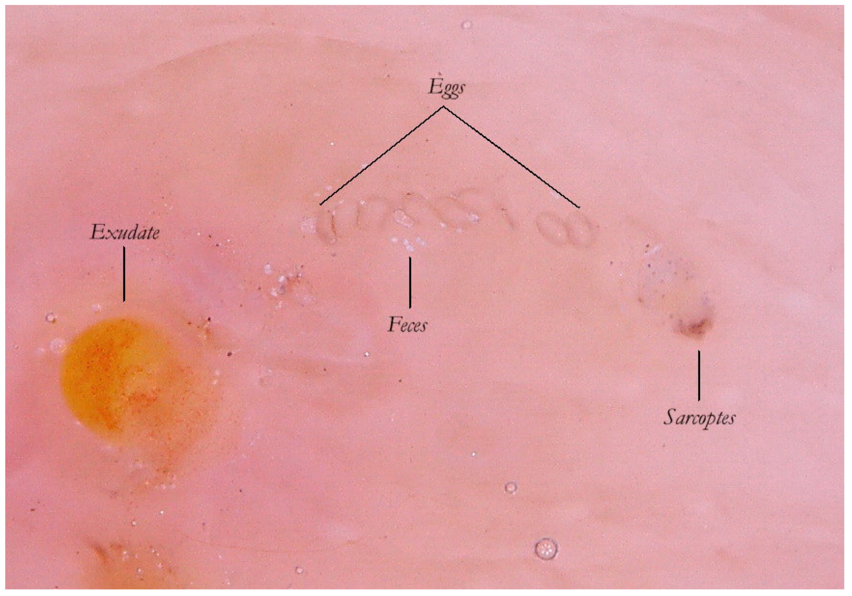 Tropicalmed 04 00048 g004