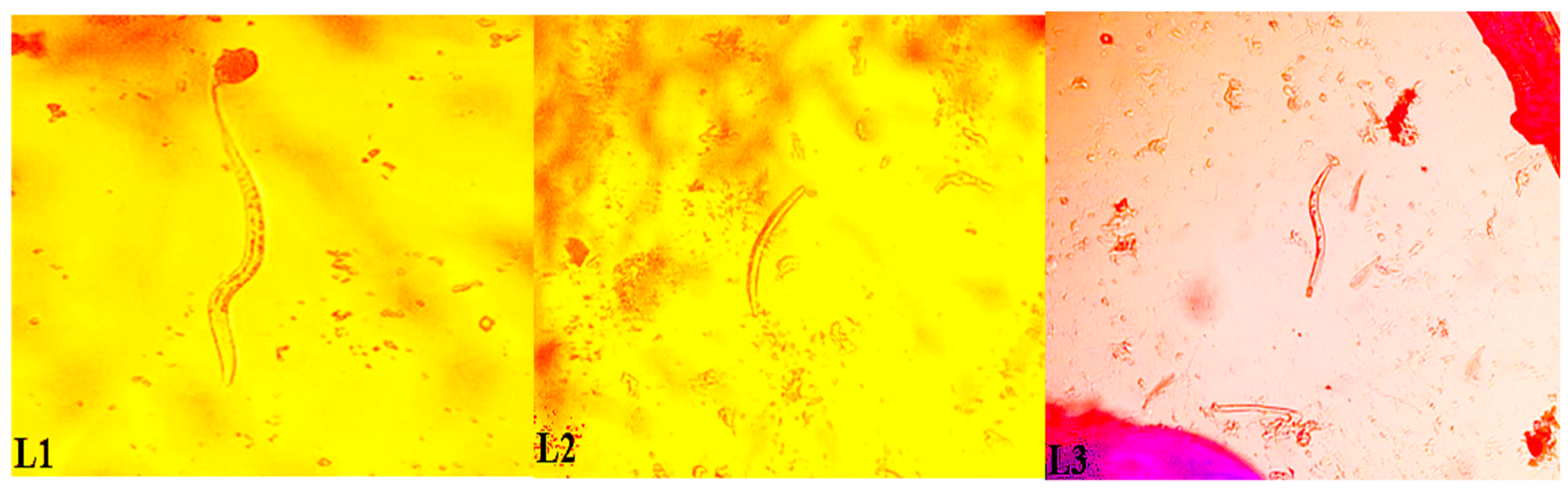 Tropicalmed 04 00049 g001