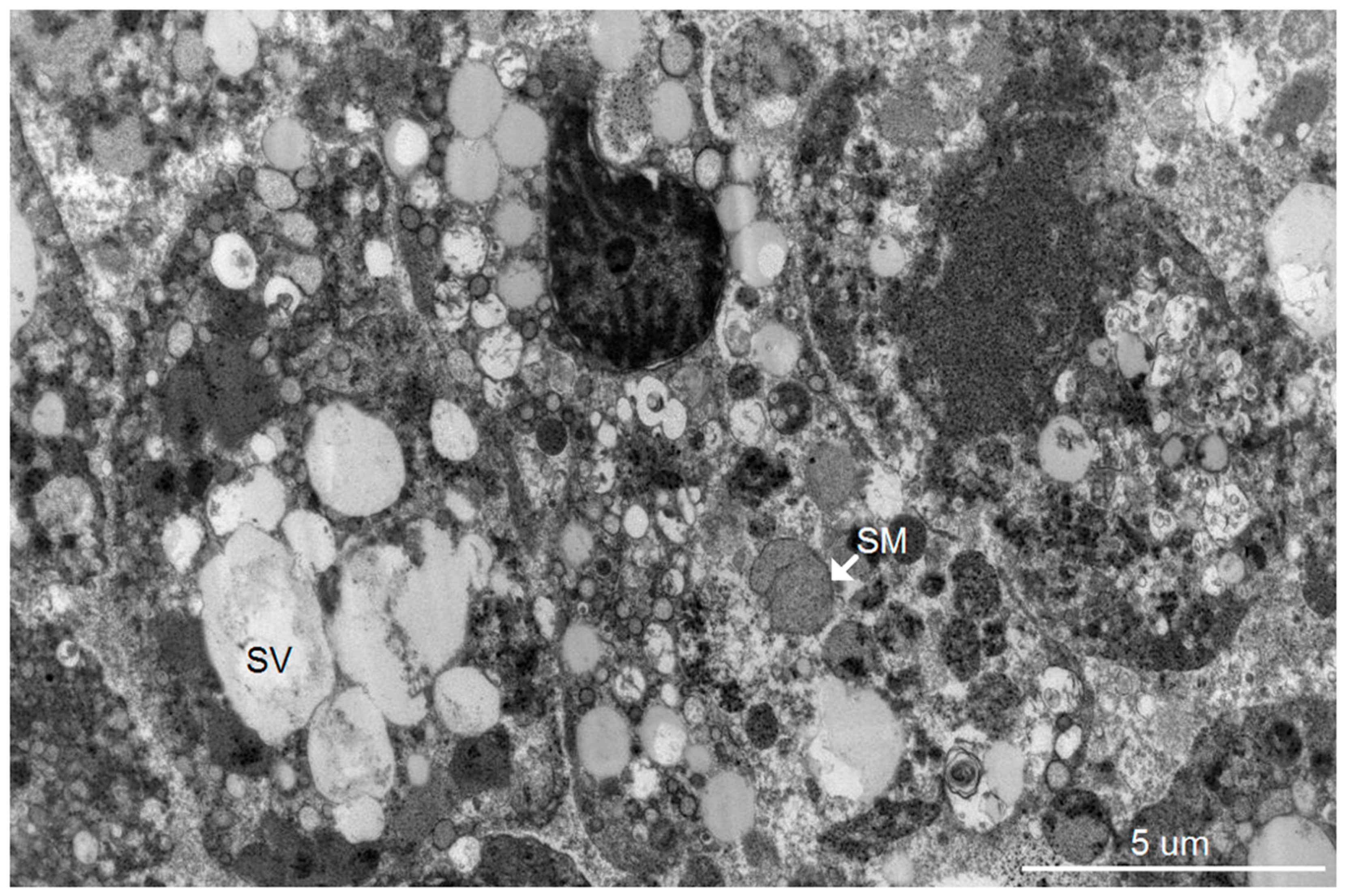 Tropicalmed 04 00063 g001