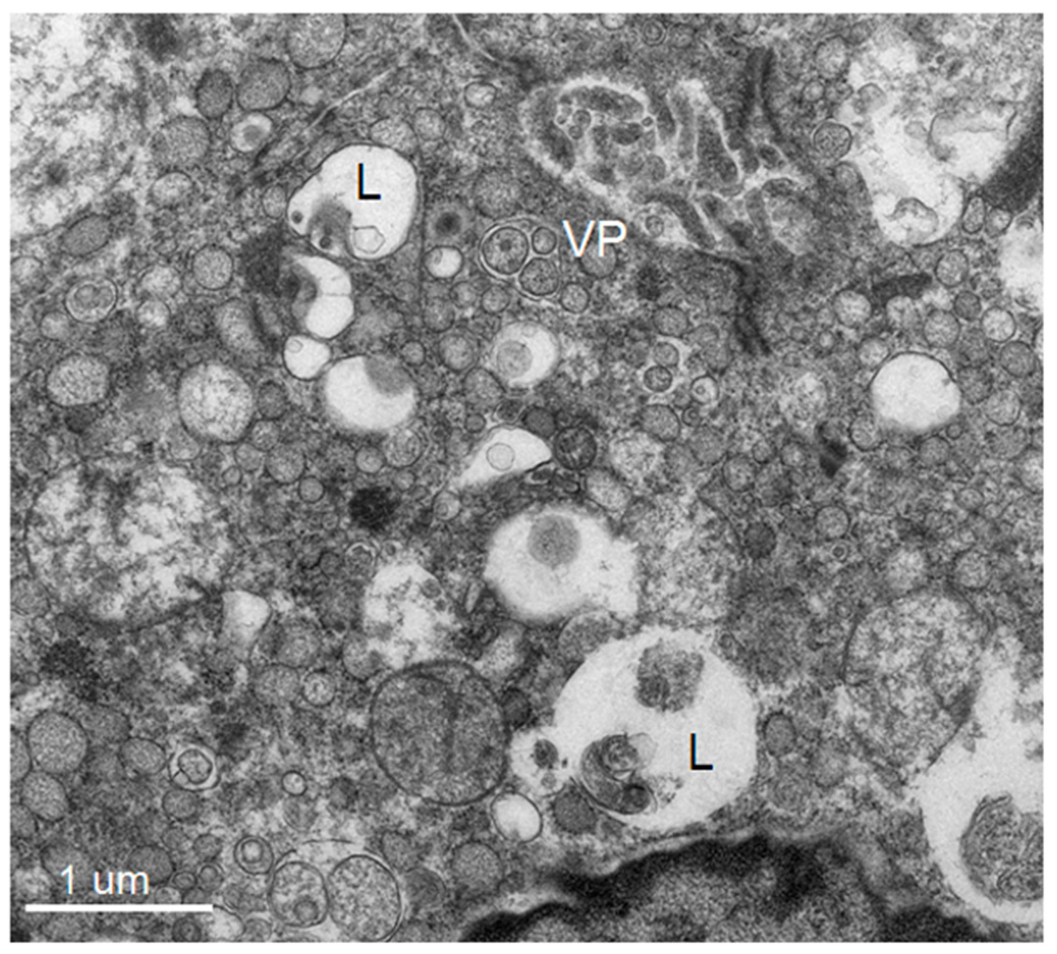 Tropicalmed 04 00063 g003
