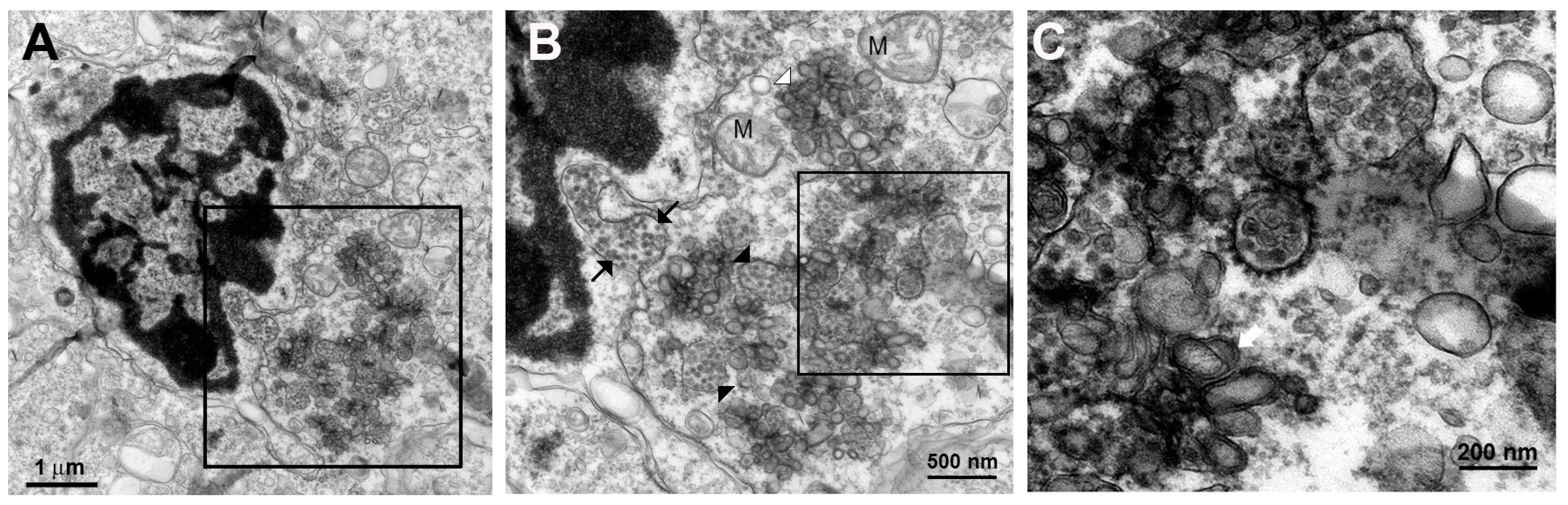 Tropicalmed 04 00063 g007