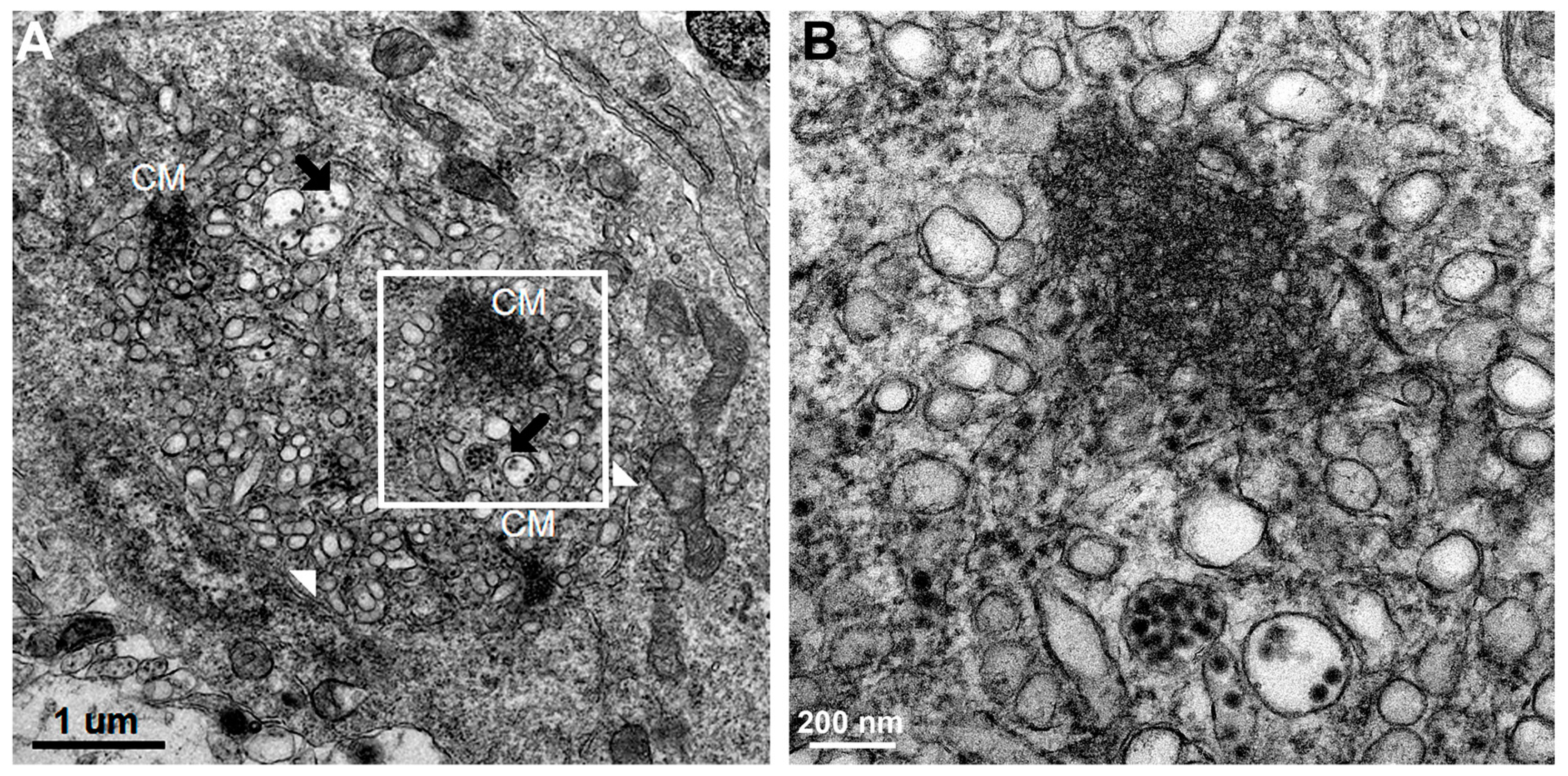 Tropicalmed 04 00063 g008