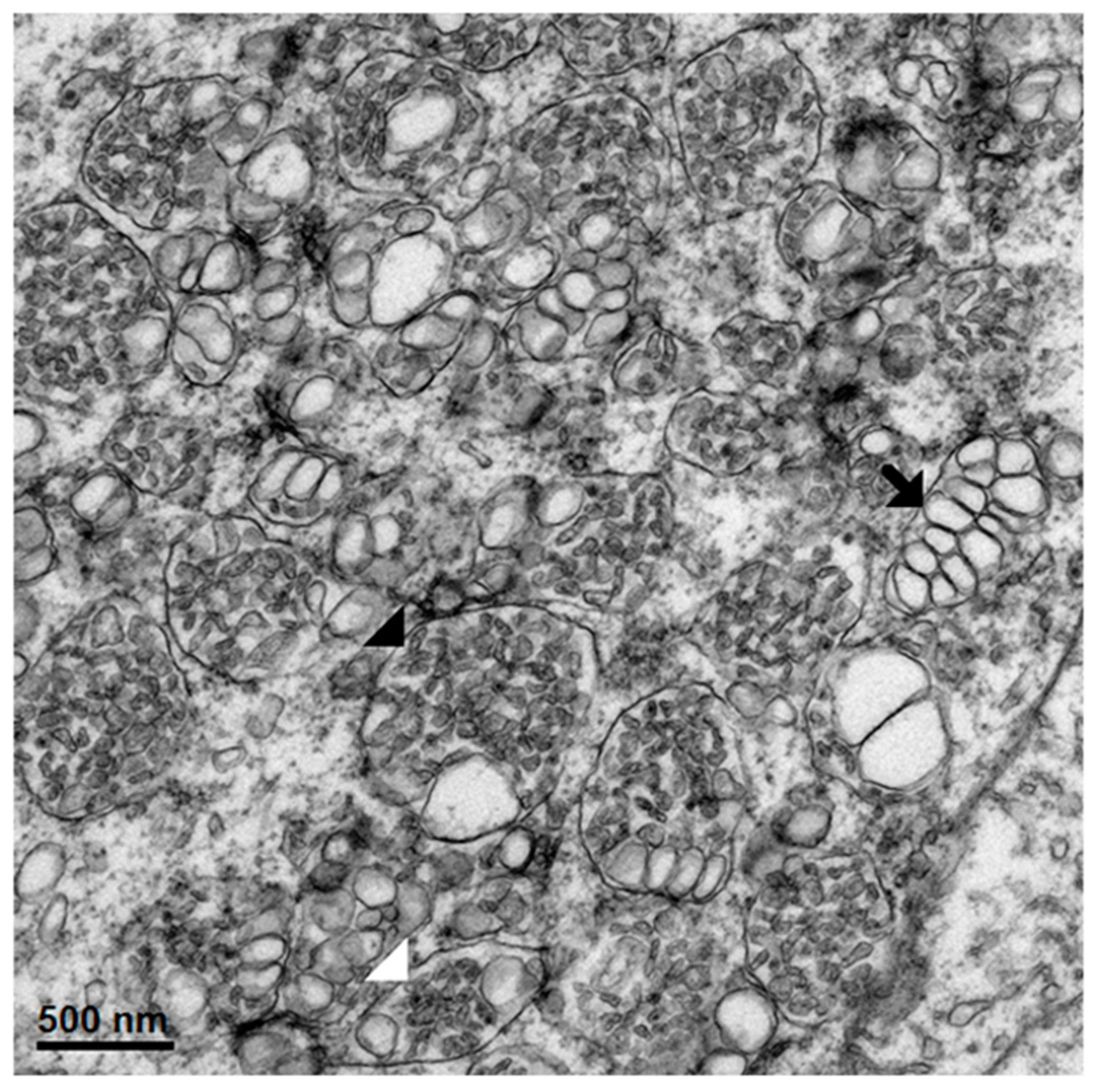 Tropicalmed 04 00063 g009