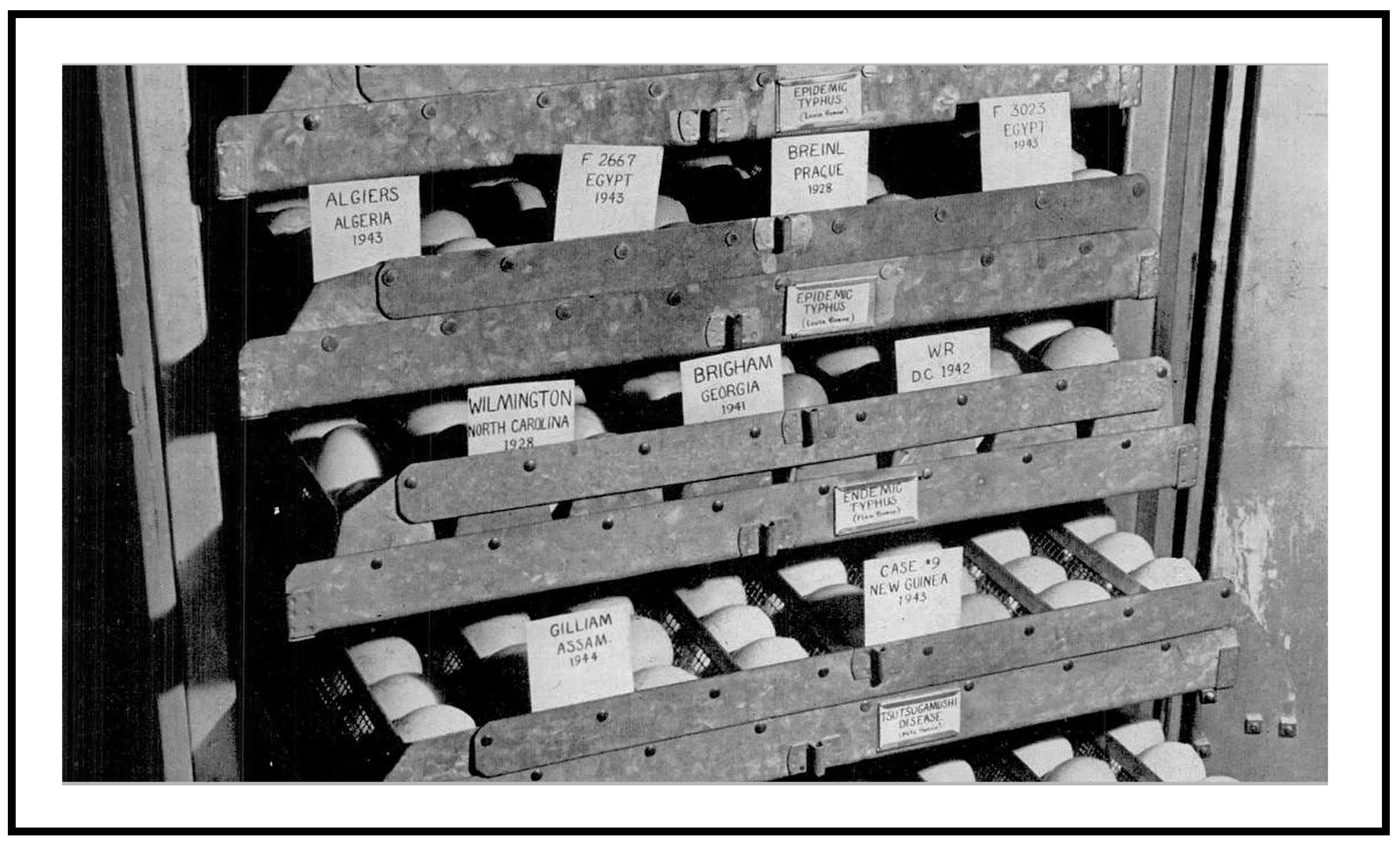 Tropicalmed 04 00075 g003