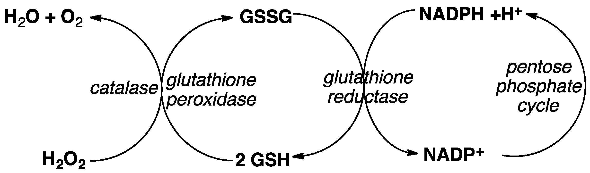 Tropicalmed 04 00089 g007