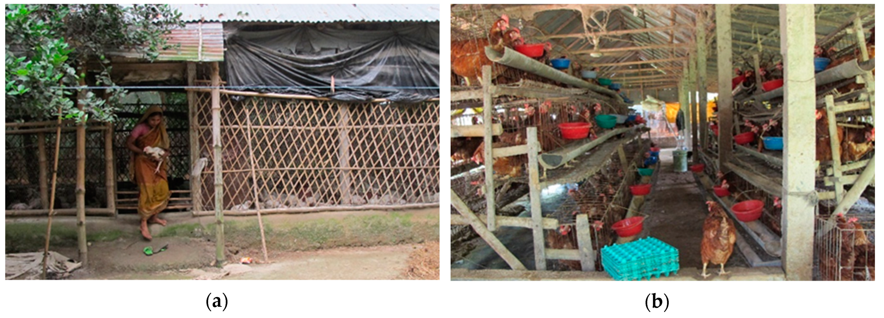 Tropicalmed 04 00119 g002