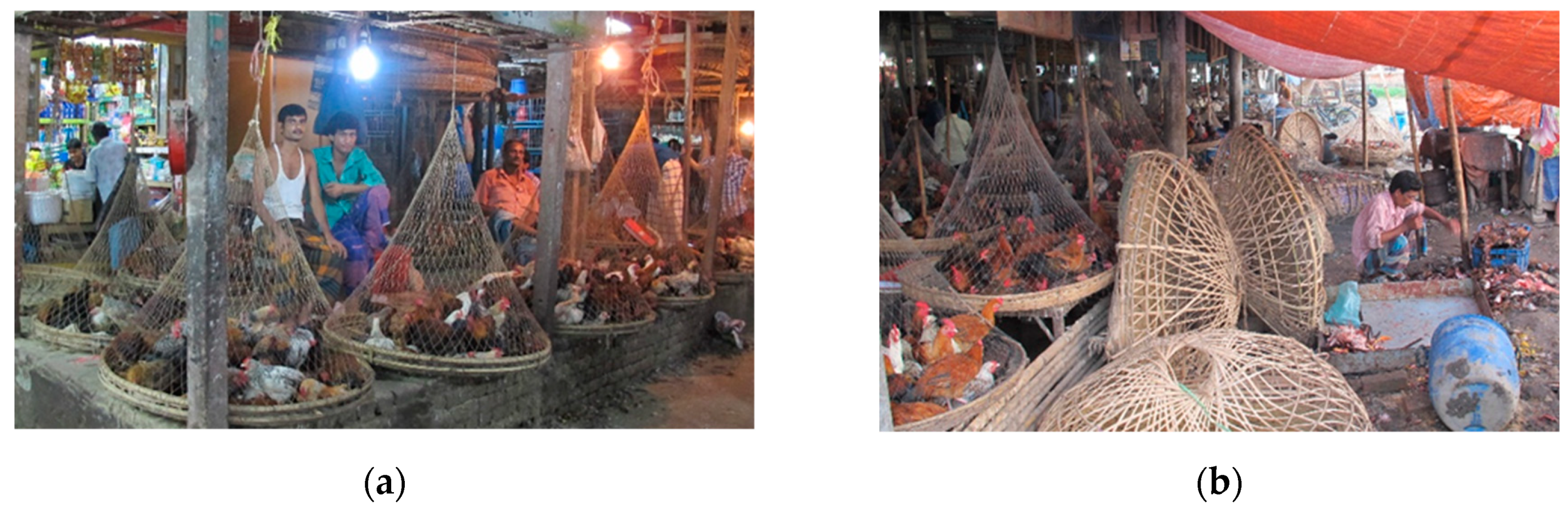 Tropicalmed 04 00119 g003