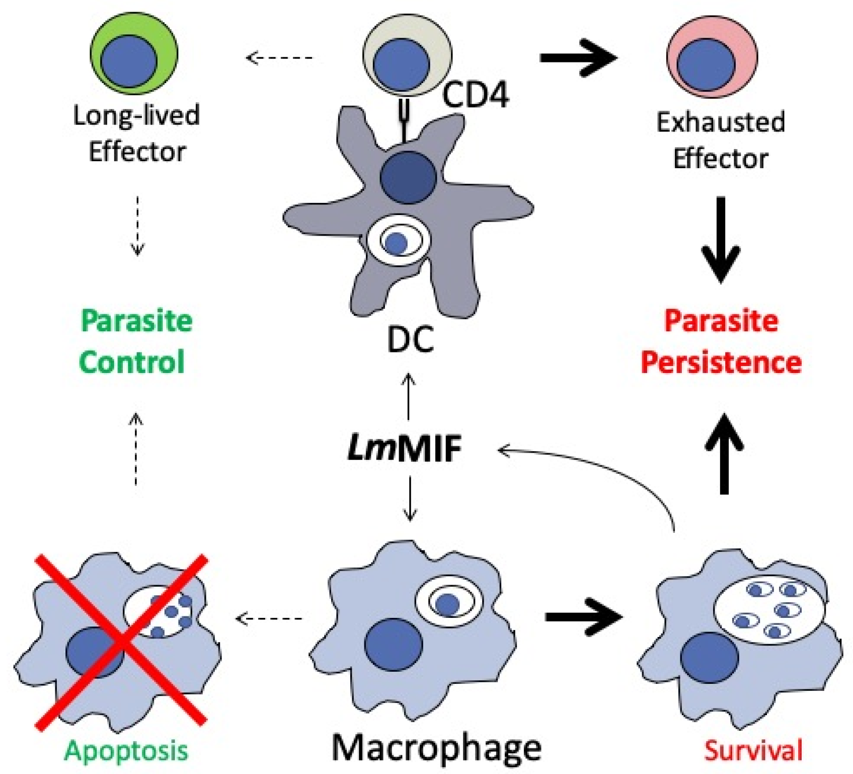 Tropicalmed 05 00046 g003 Tropicalmed 05 00046 g003