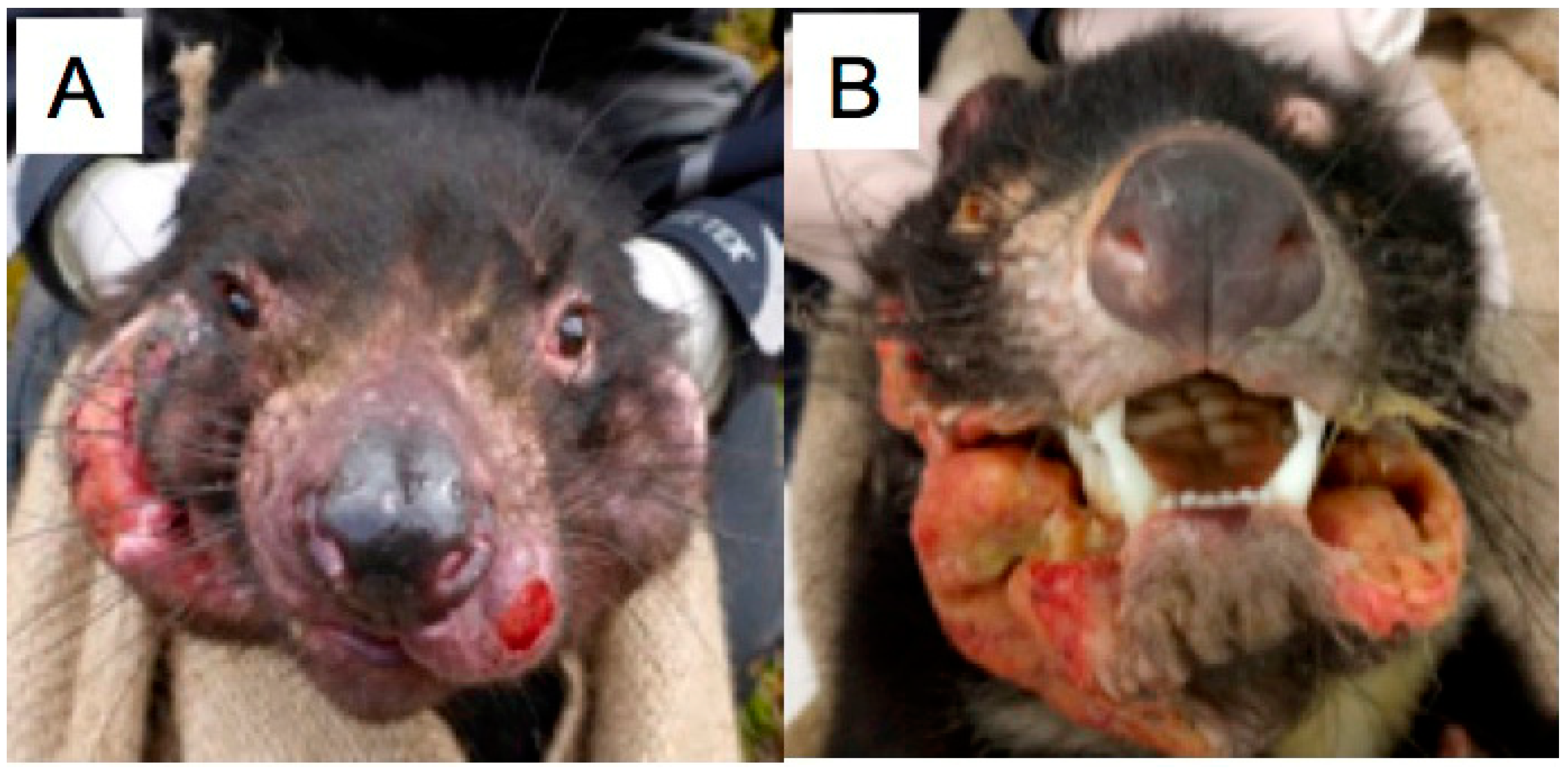 Tropicalmed 05 00050 g001