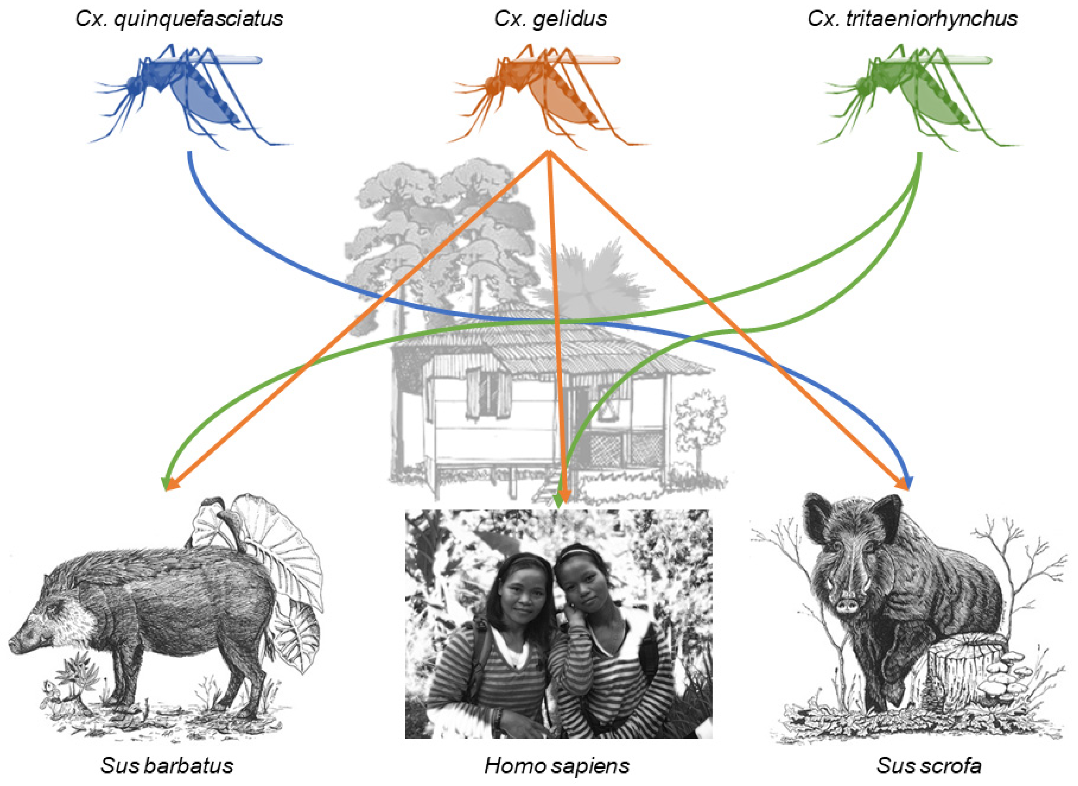 Tropicalmed 05 00051 g003