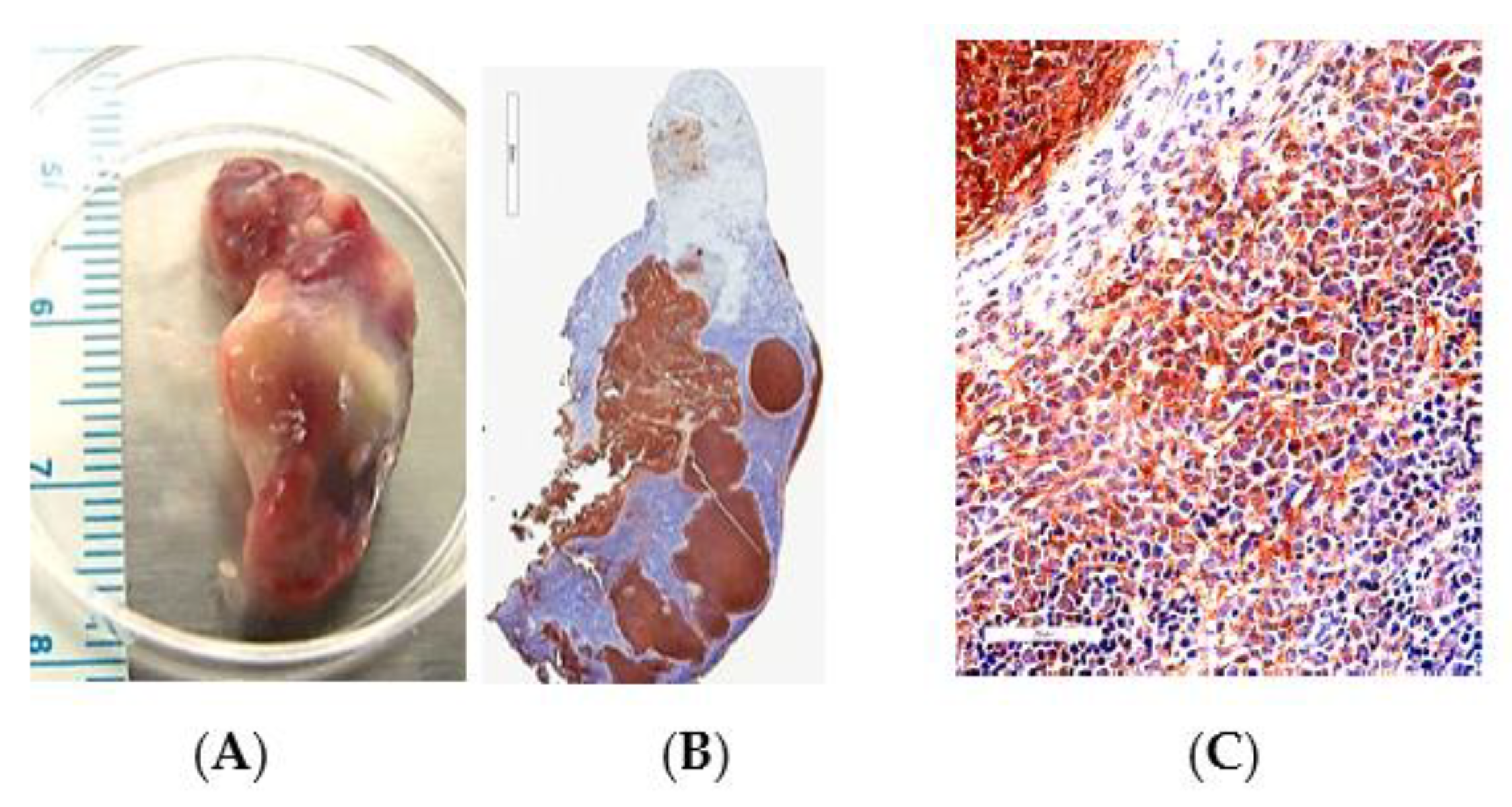 Tropicalmed 05 00065 g001