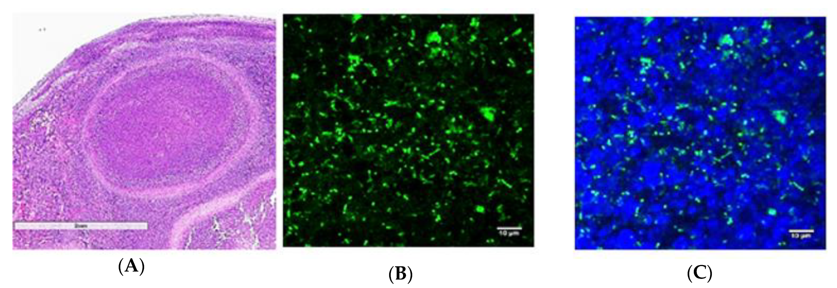 Tropicalmed 05 00065 g002