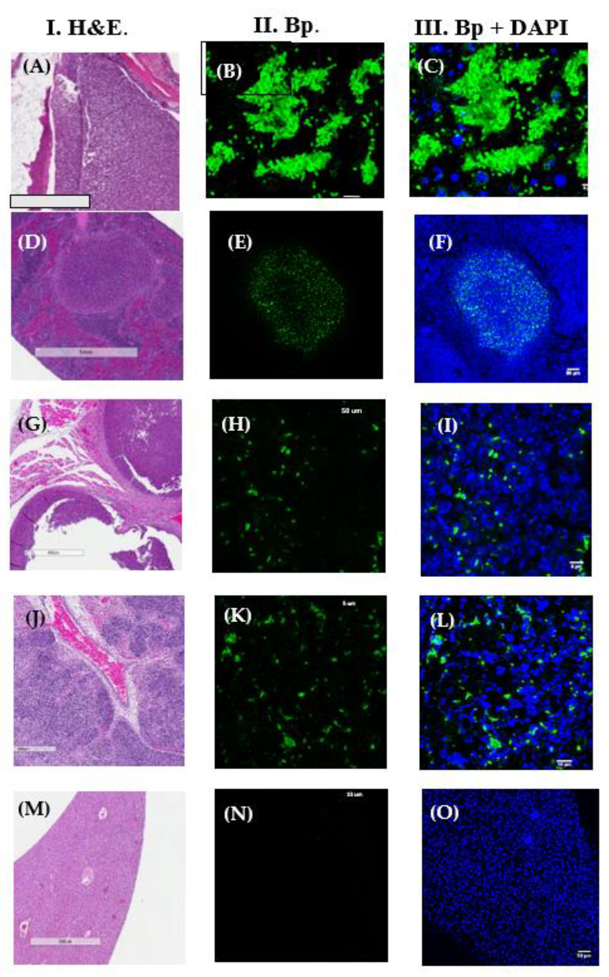 Tropicalmed 05 00065 g003