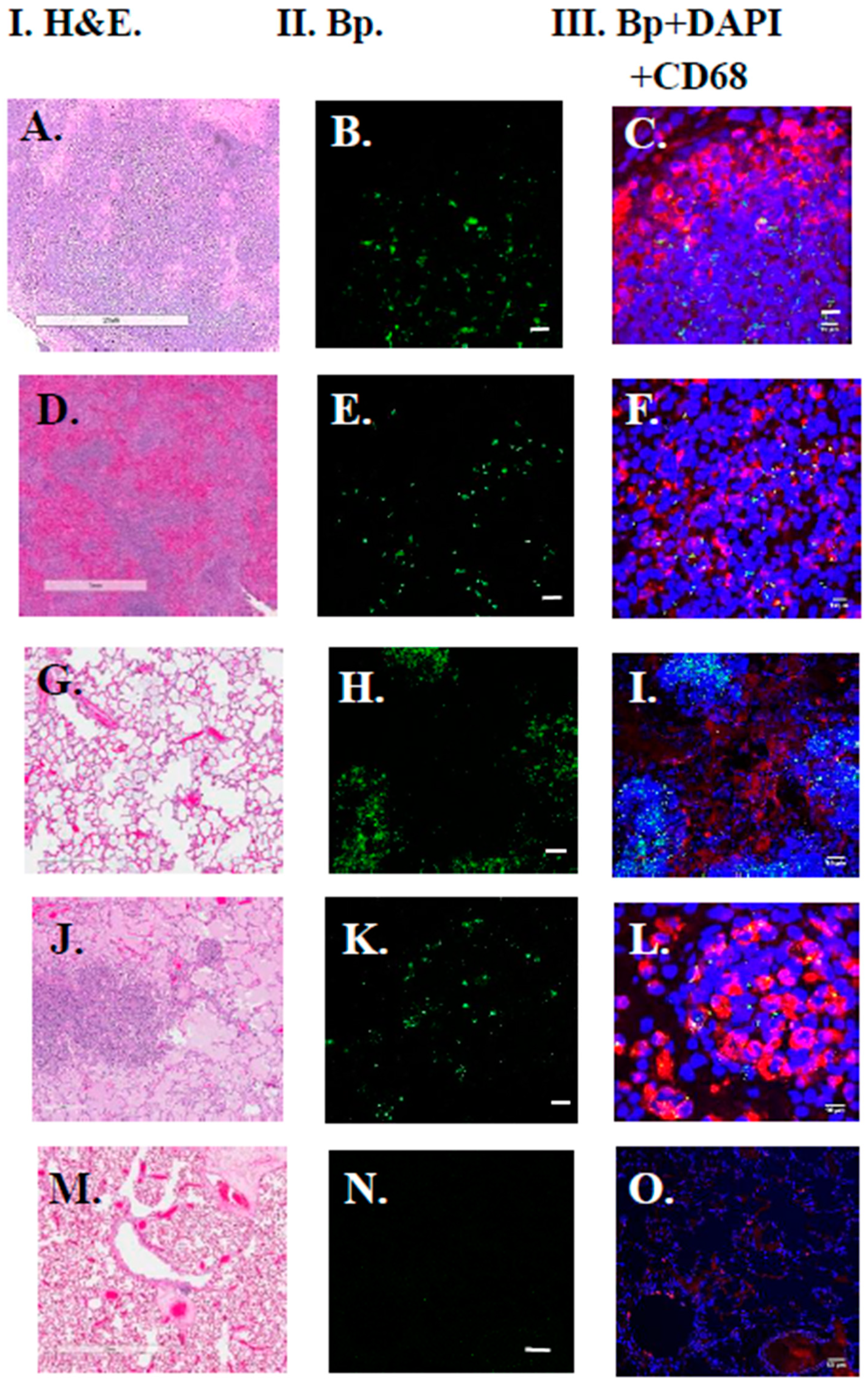 Tropicalmed 05 00065 g004