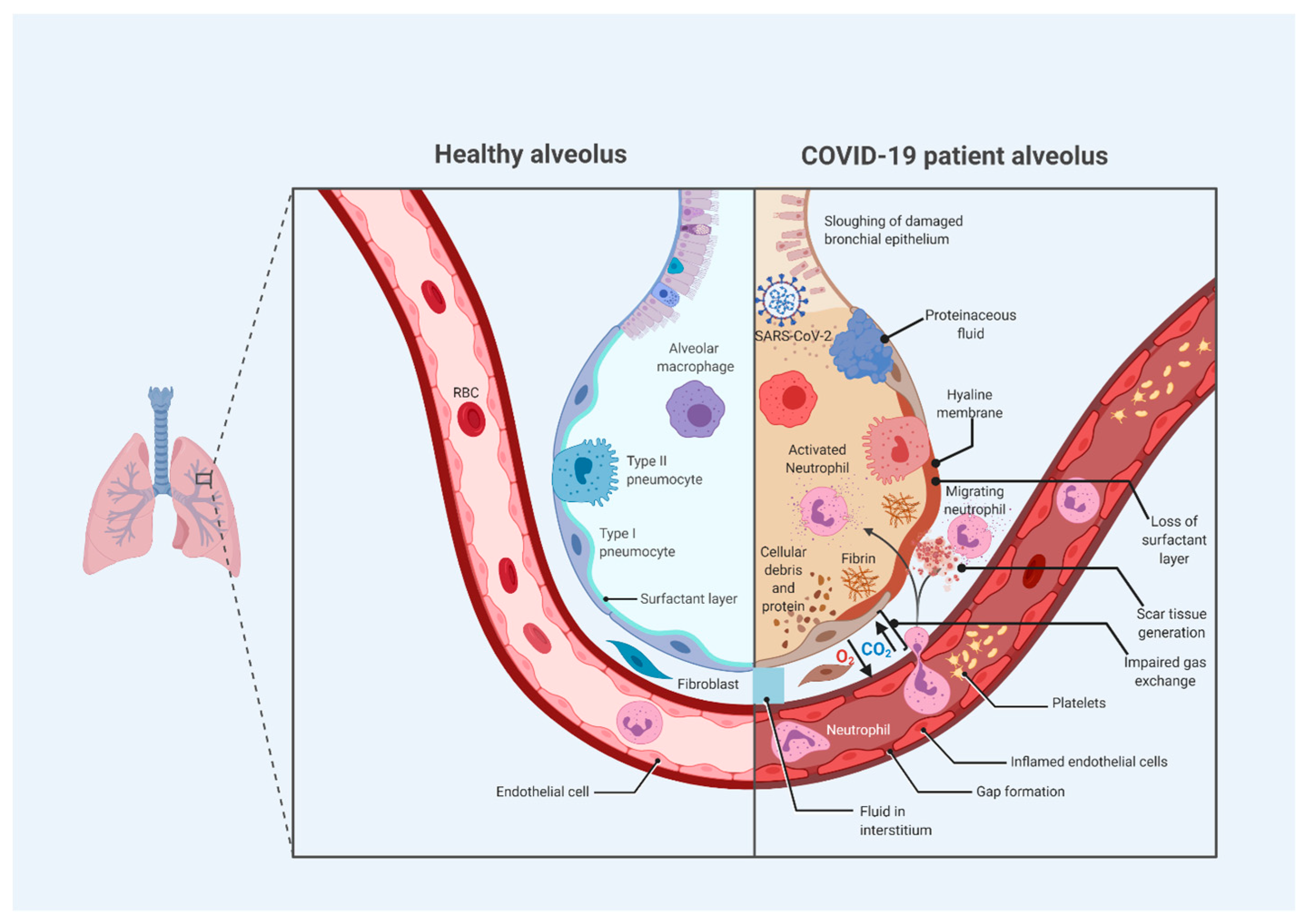 Tropicalmed 05 00112 g003