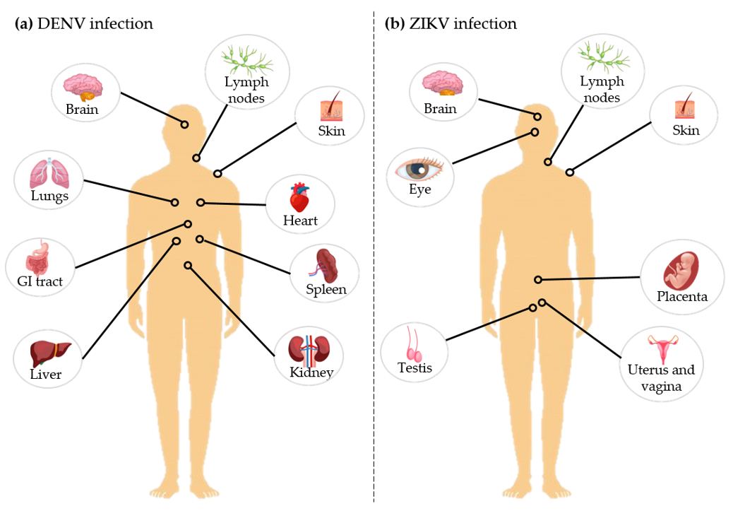 Tropicalmed 05 00150 g004