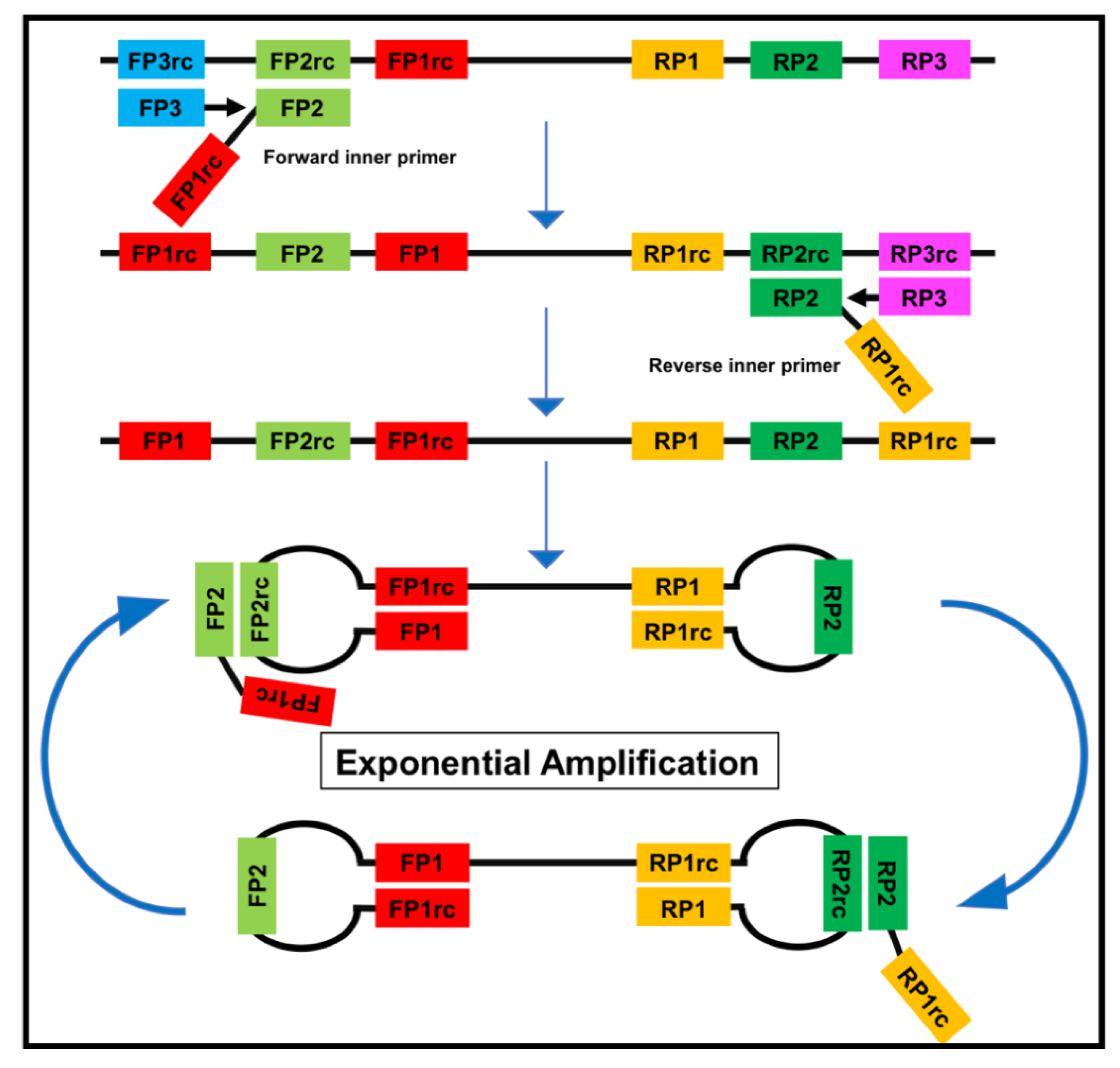 Tropicalmed 05 00151 g002