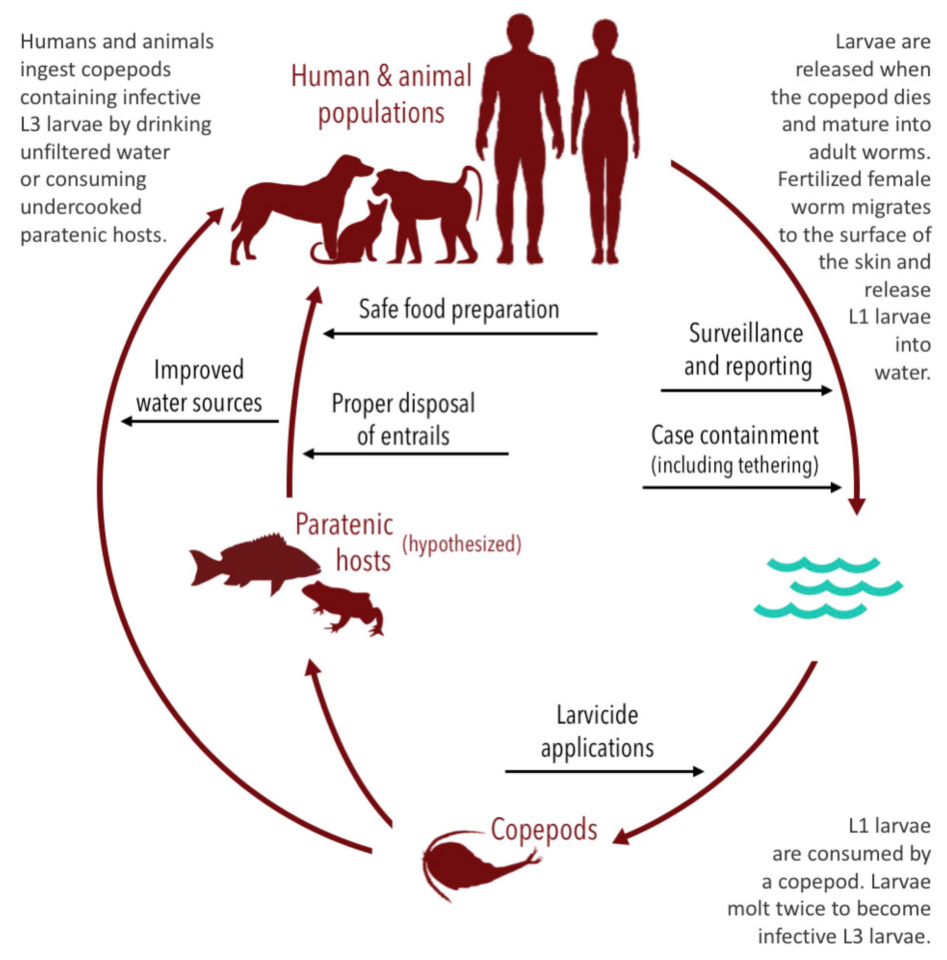 Tropicalmed 05 00159 g003