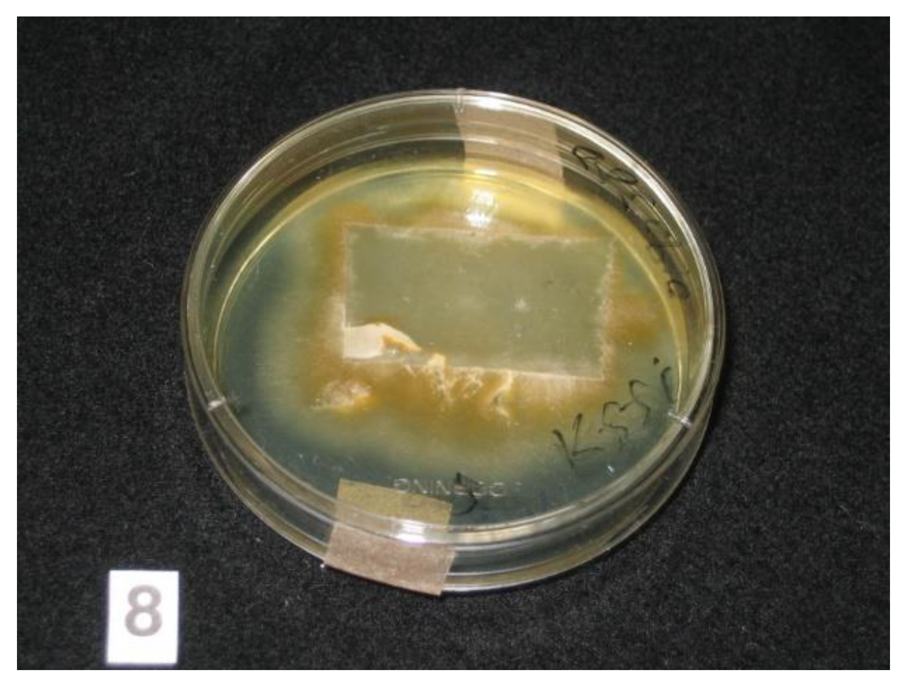 Tropicalmed 06 00009 g002