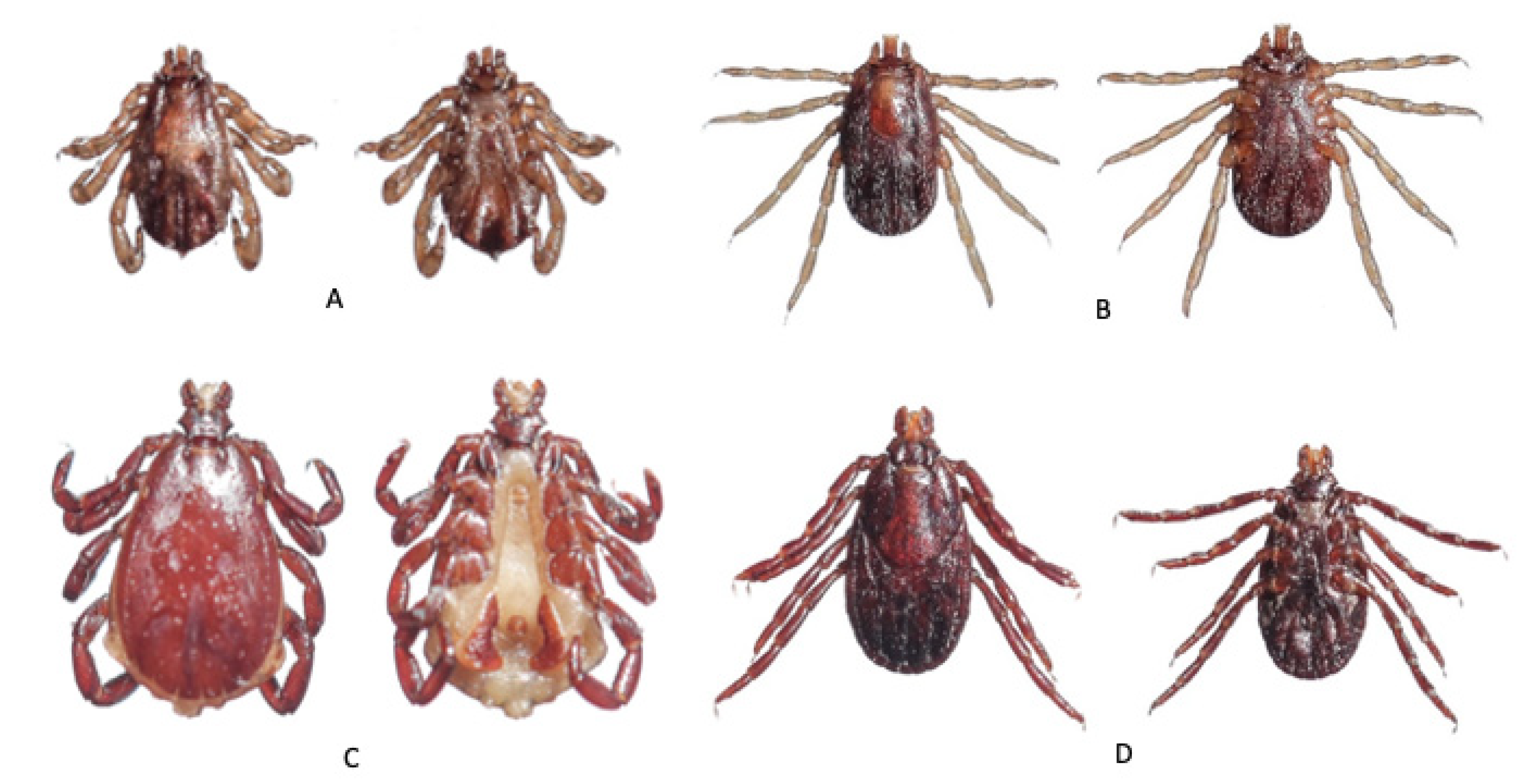 Tropicalmed 06 00027 g002