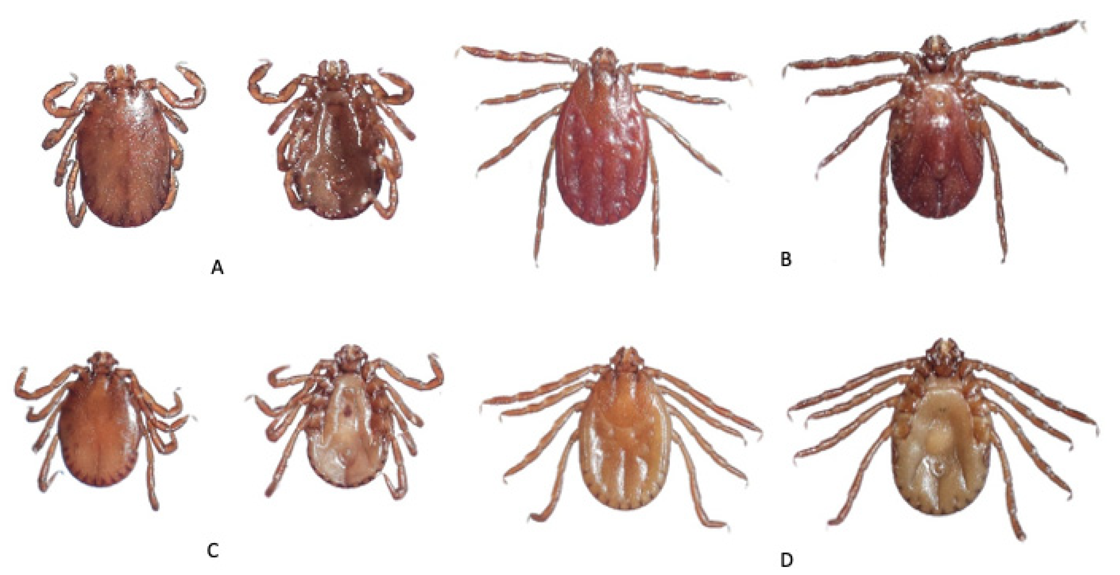 Tropicalmed 06 00027 g003