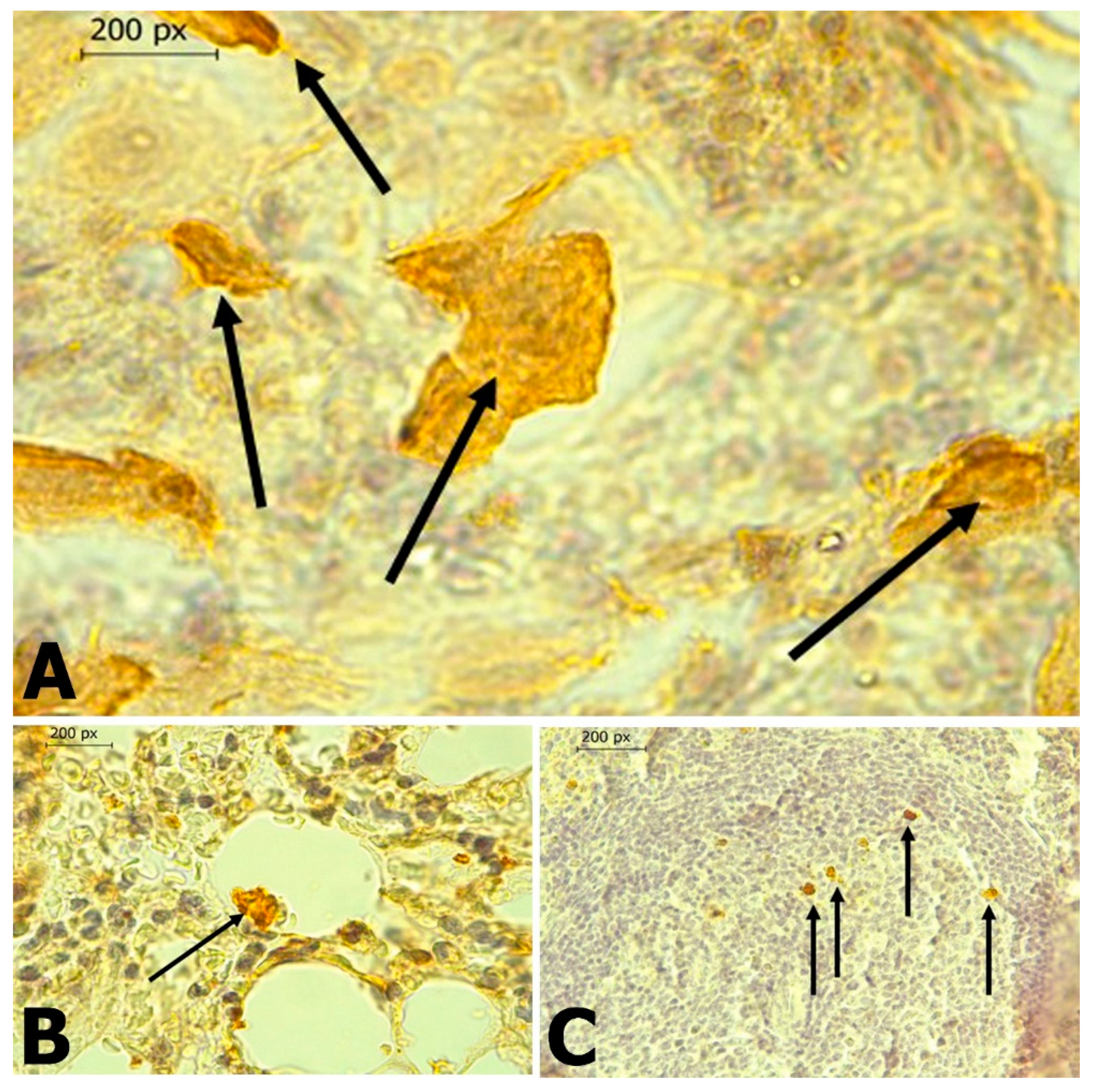 Tropicalmed 06 00035 g005