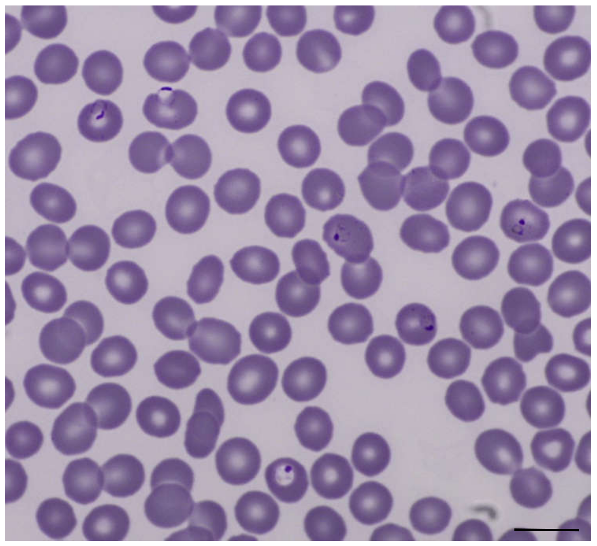 Tropicalmed 06 00040 g002