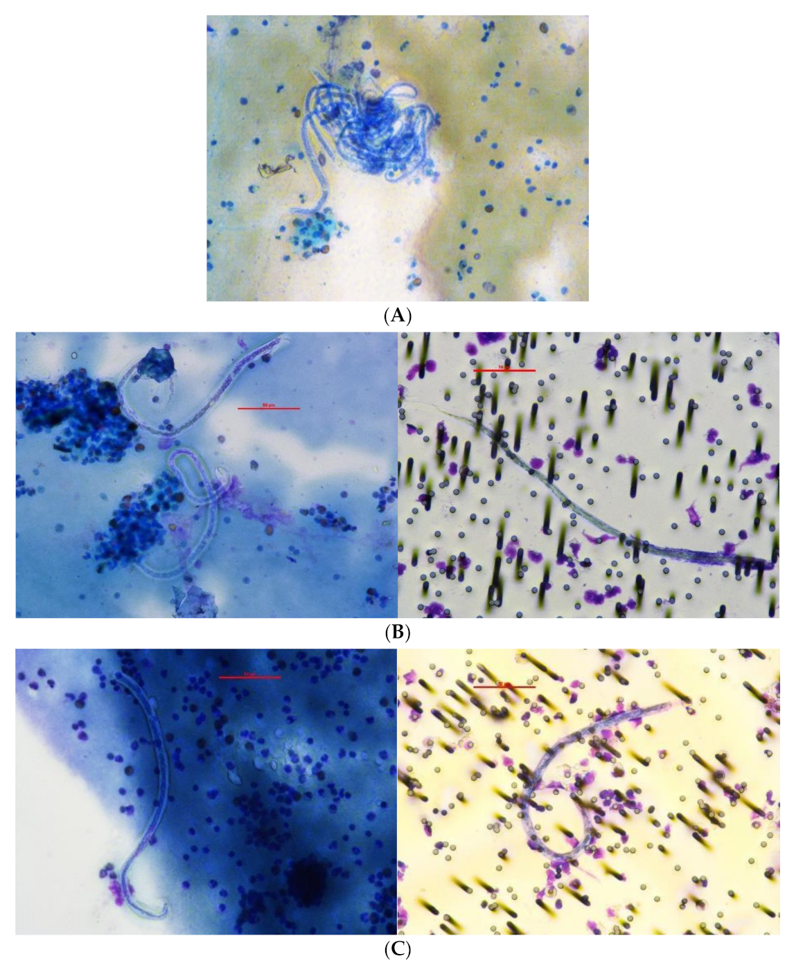 Tropicalmed 06 00044 g001