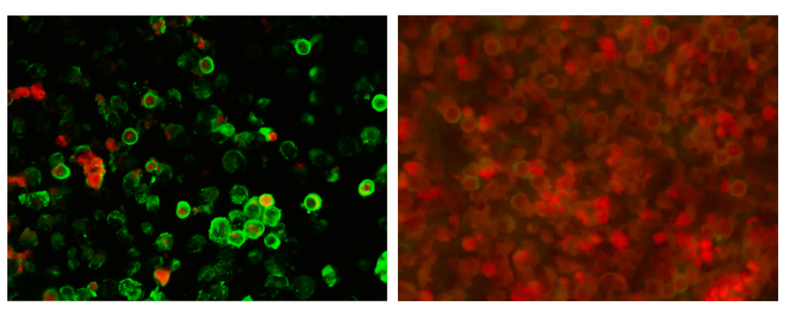 Tropicalmed 06 00067 g001