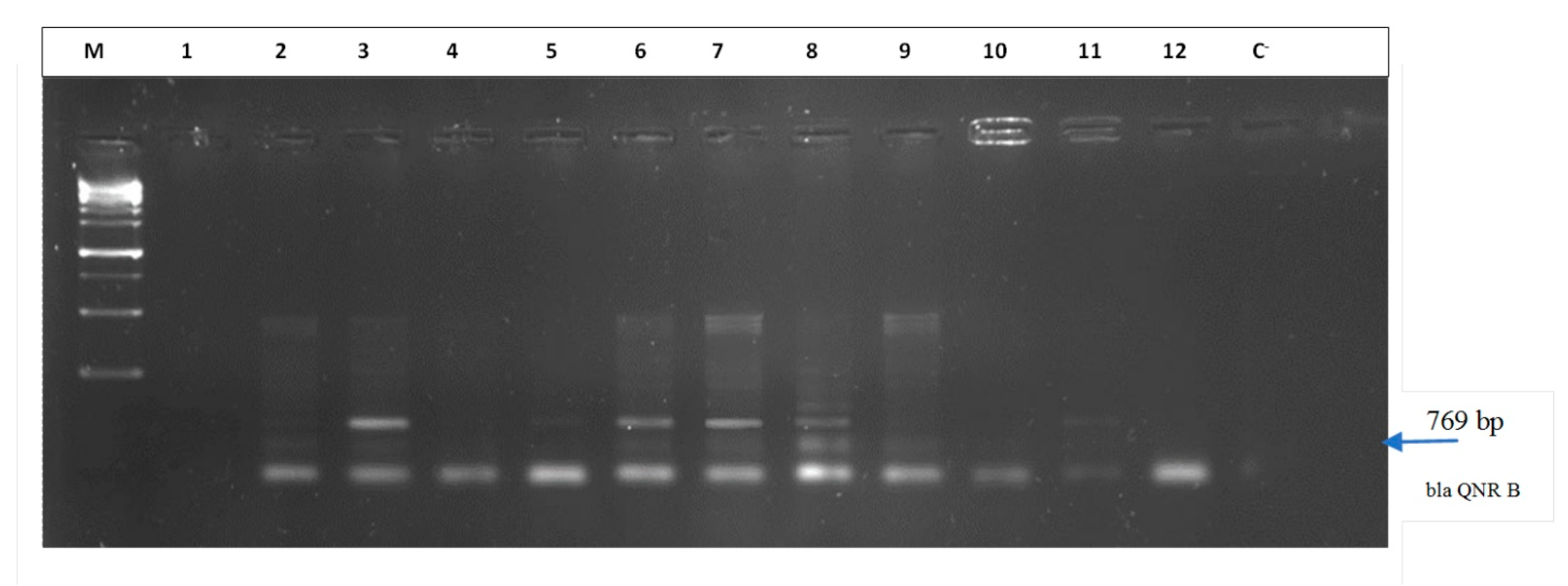 Tropicalmed 06 00090 g002