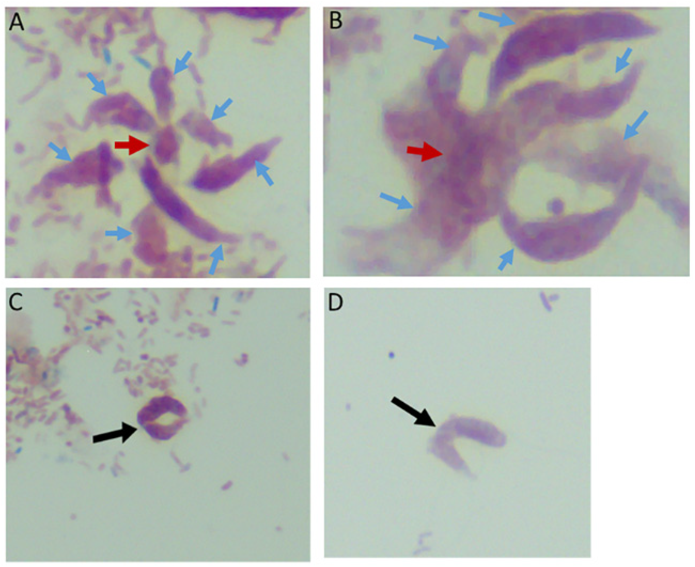Tropicalmed 06 00127 g002