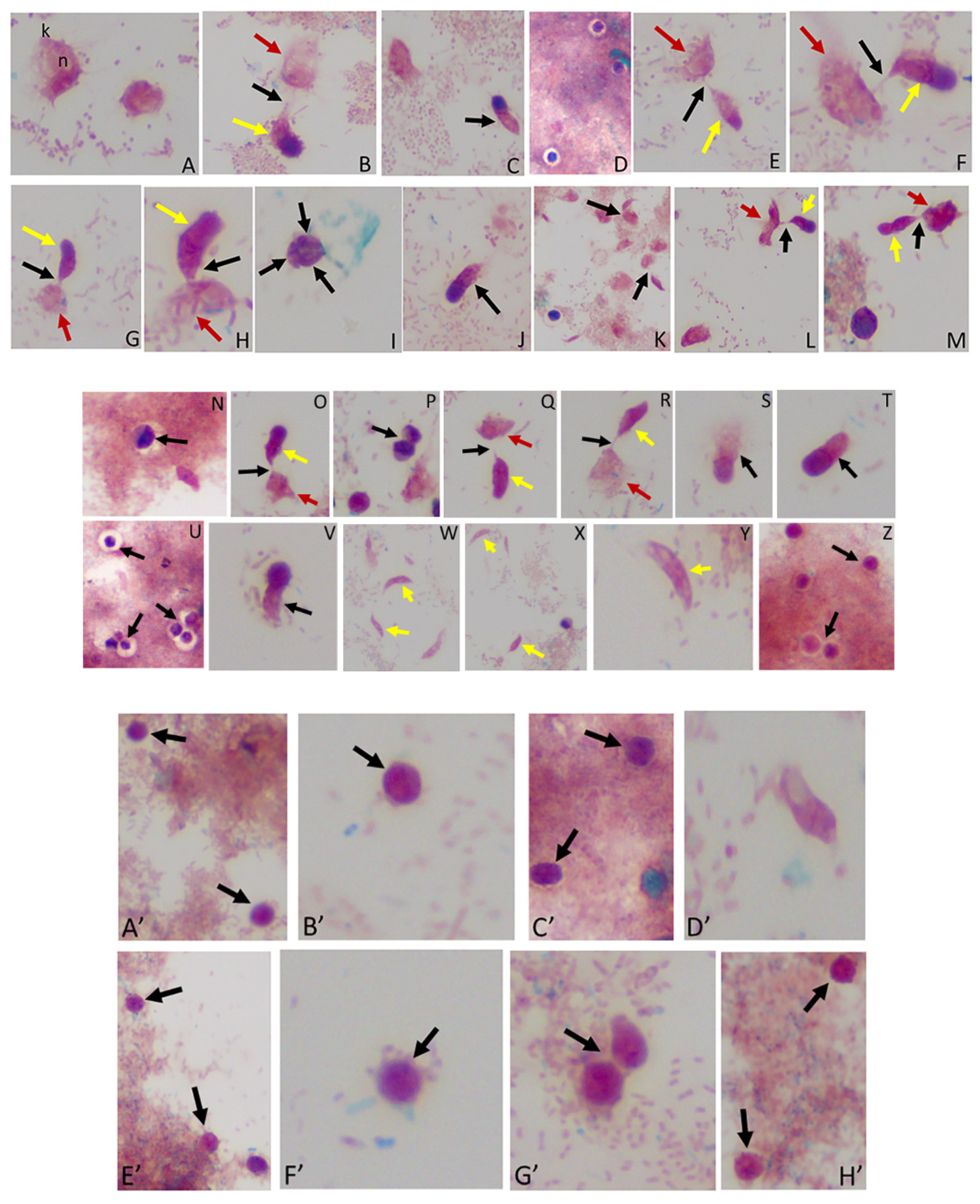 Tropicalmed 06 00127 g003