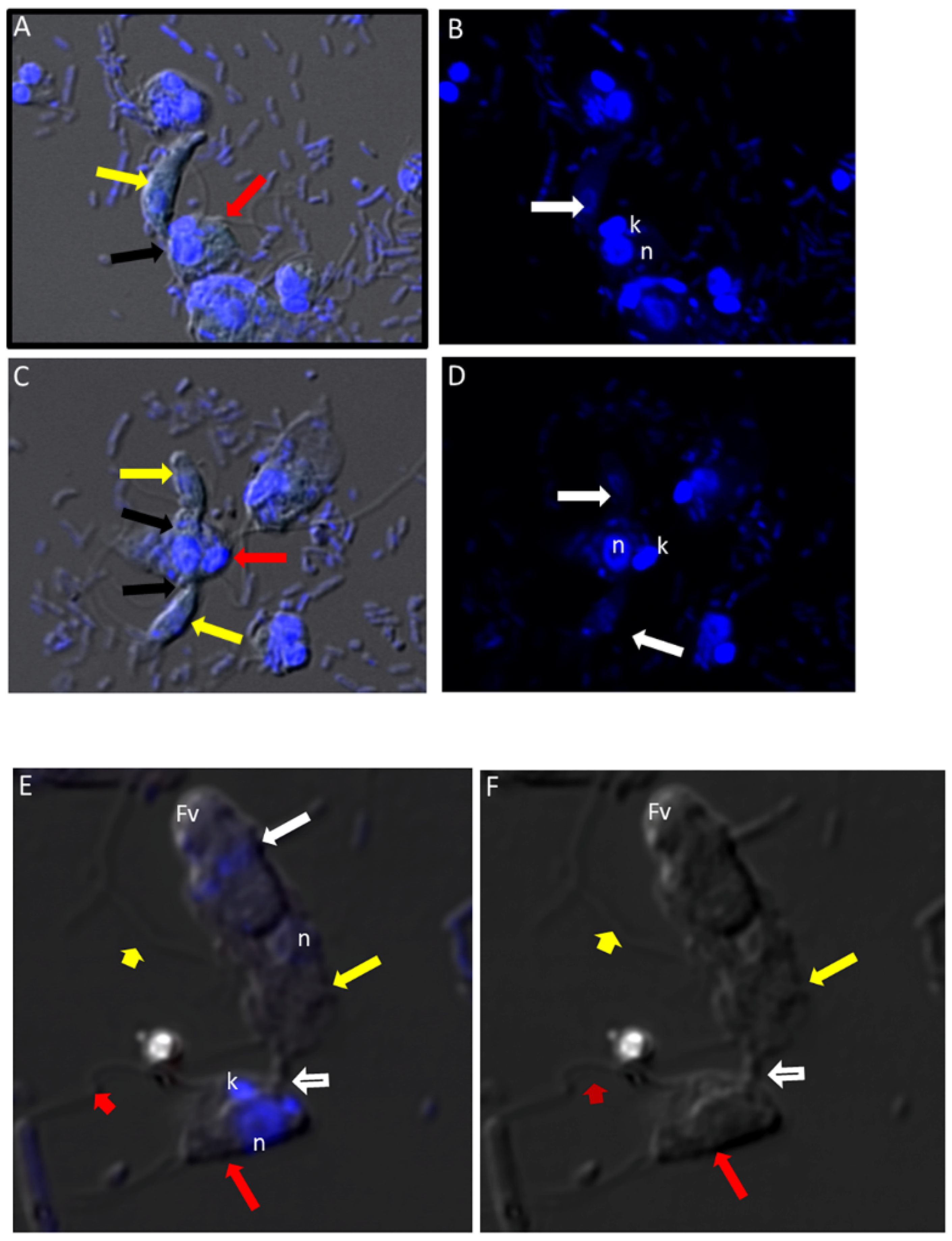 Tropicalmed 06 00127 g004