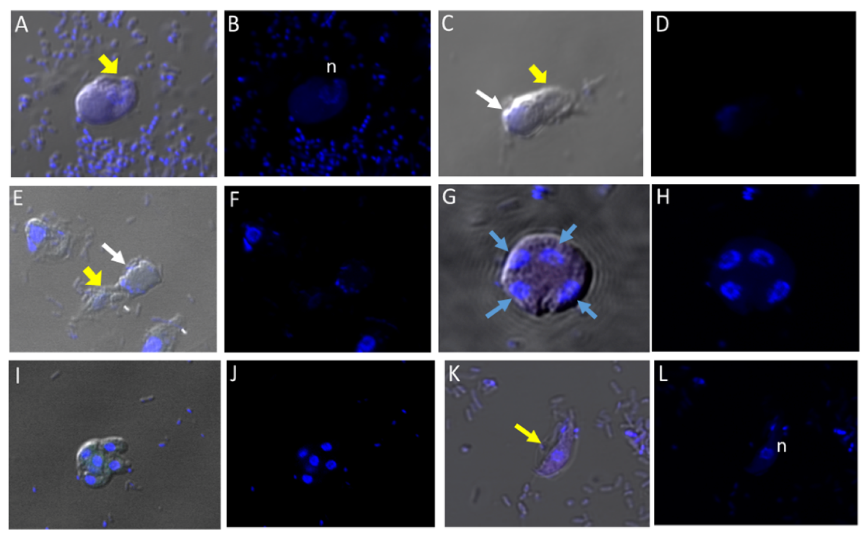 Tropicalmed 06 00127 g005