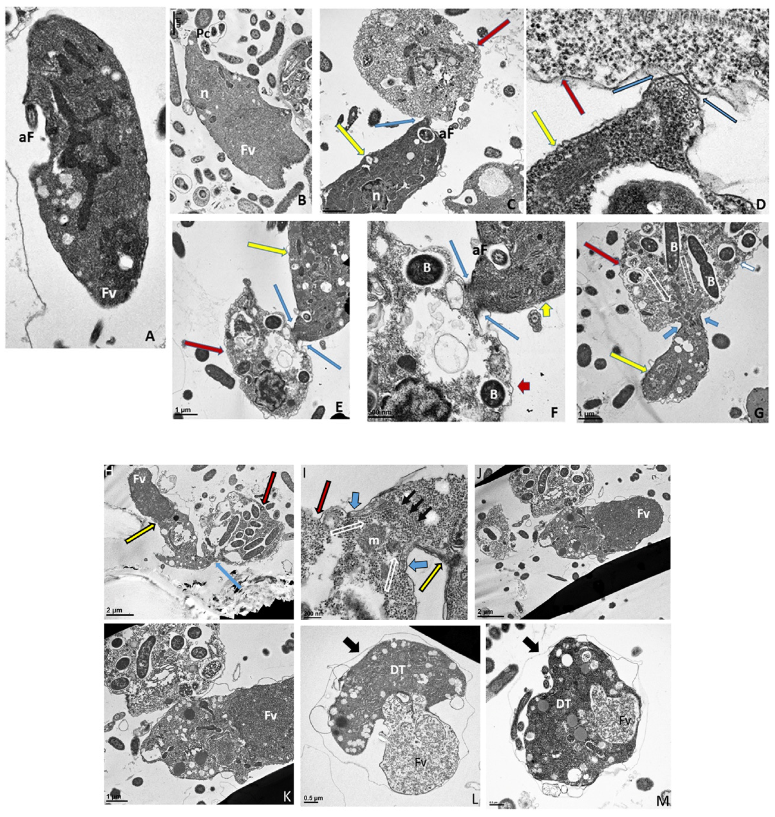 Tropicalmed 06 00127 g006a