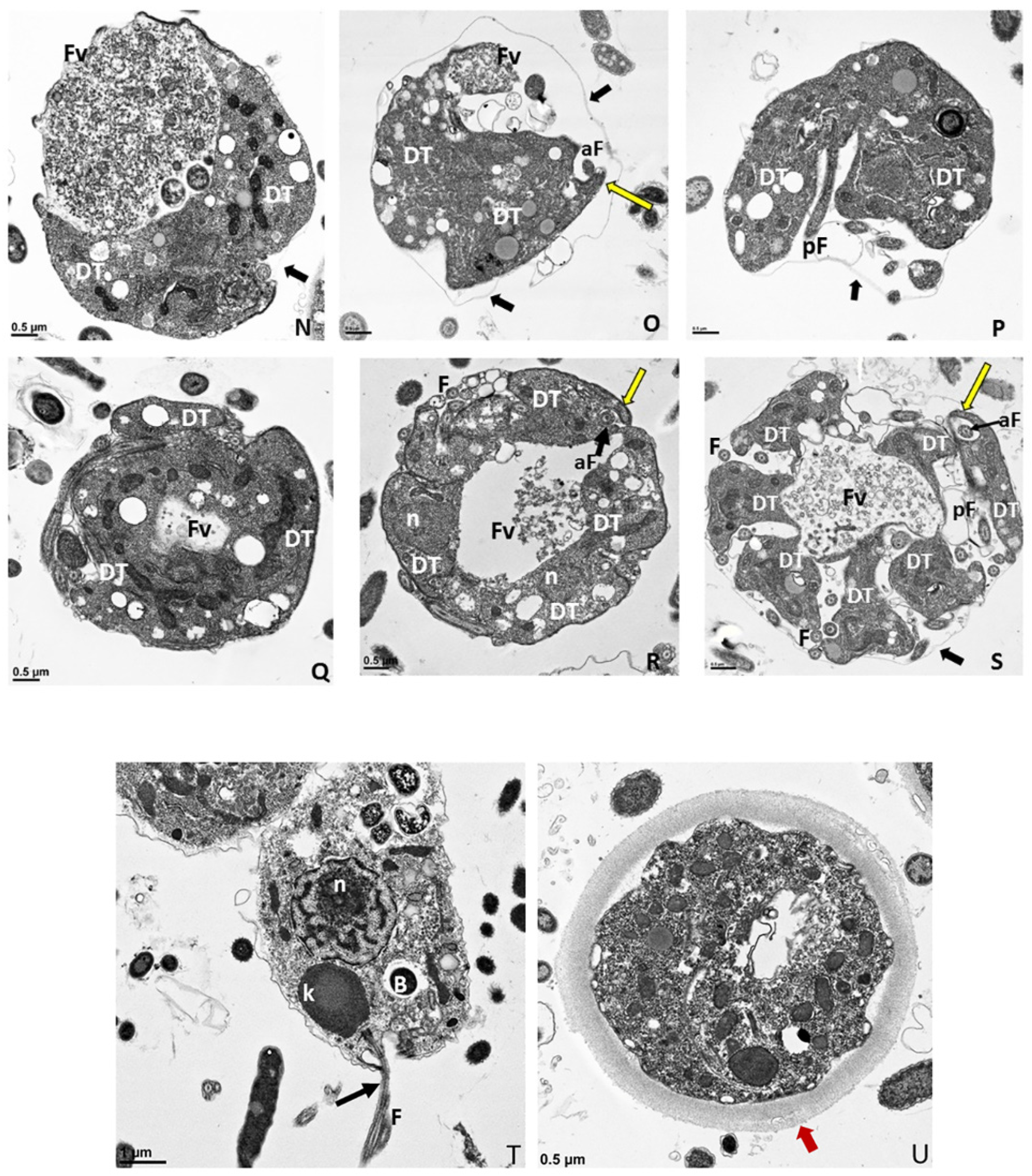 Tropicalmed 06 00127 g006b