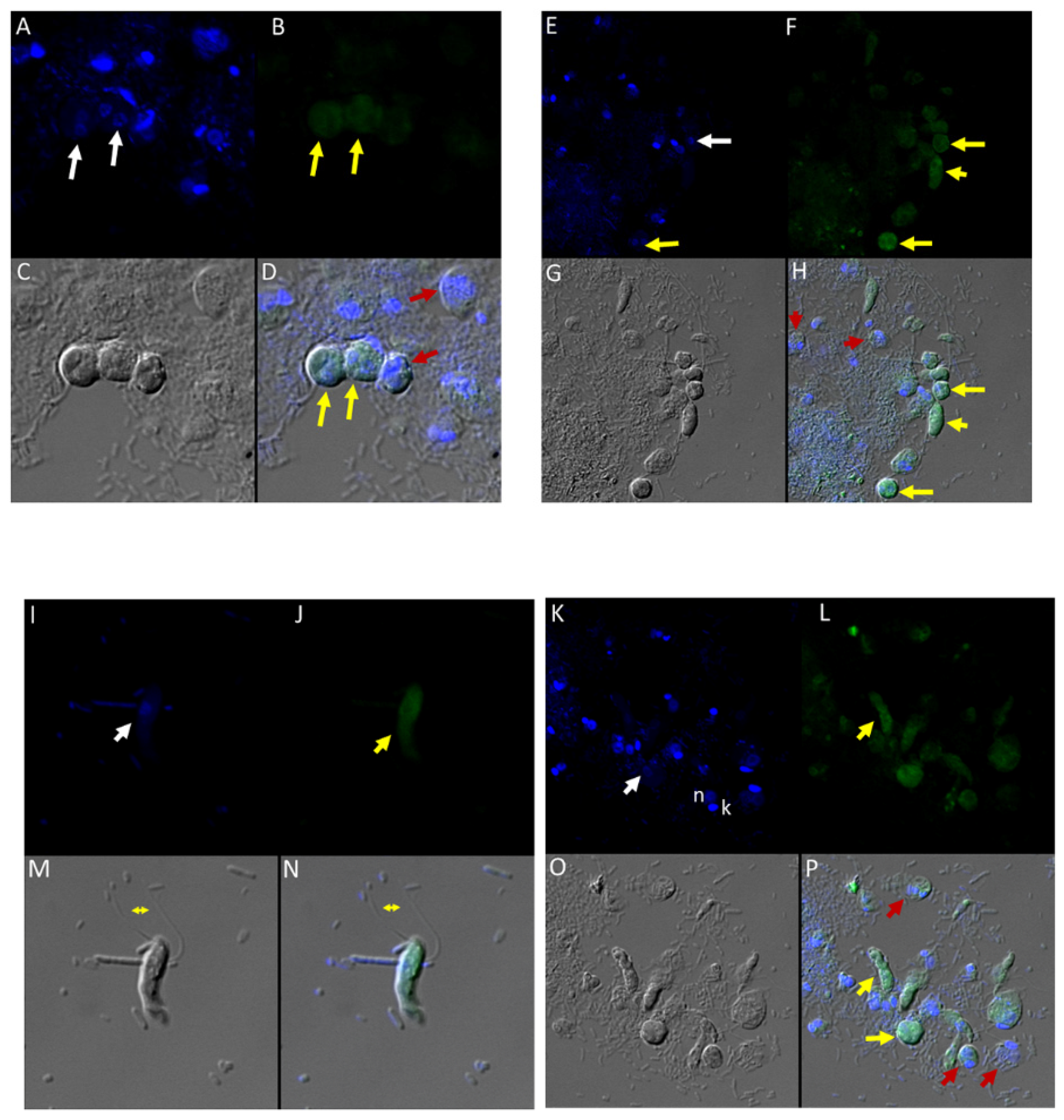 Tropicalmed 06 00127 g008