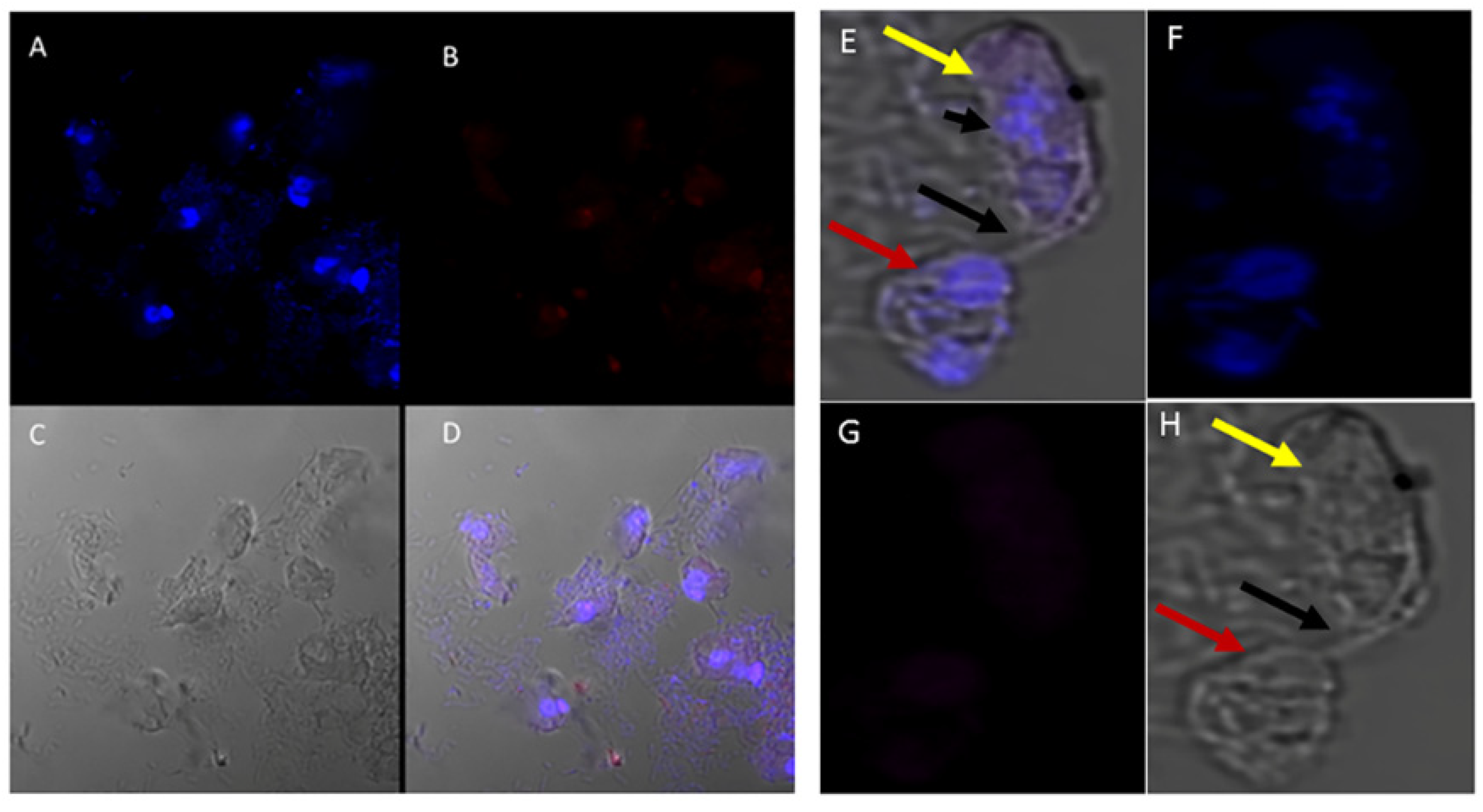 Tropicalmed 06 00127 g009