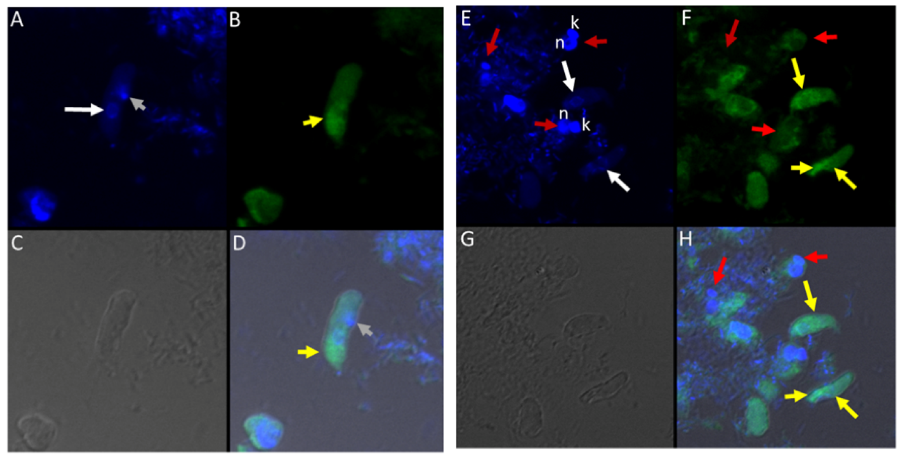 Tropicalmed 06 00127 g010